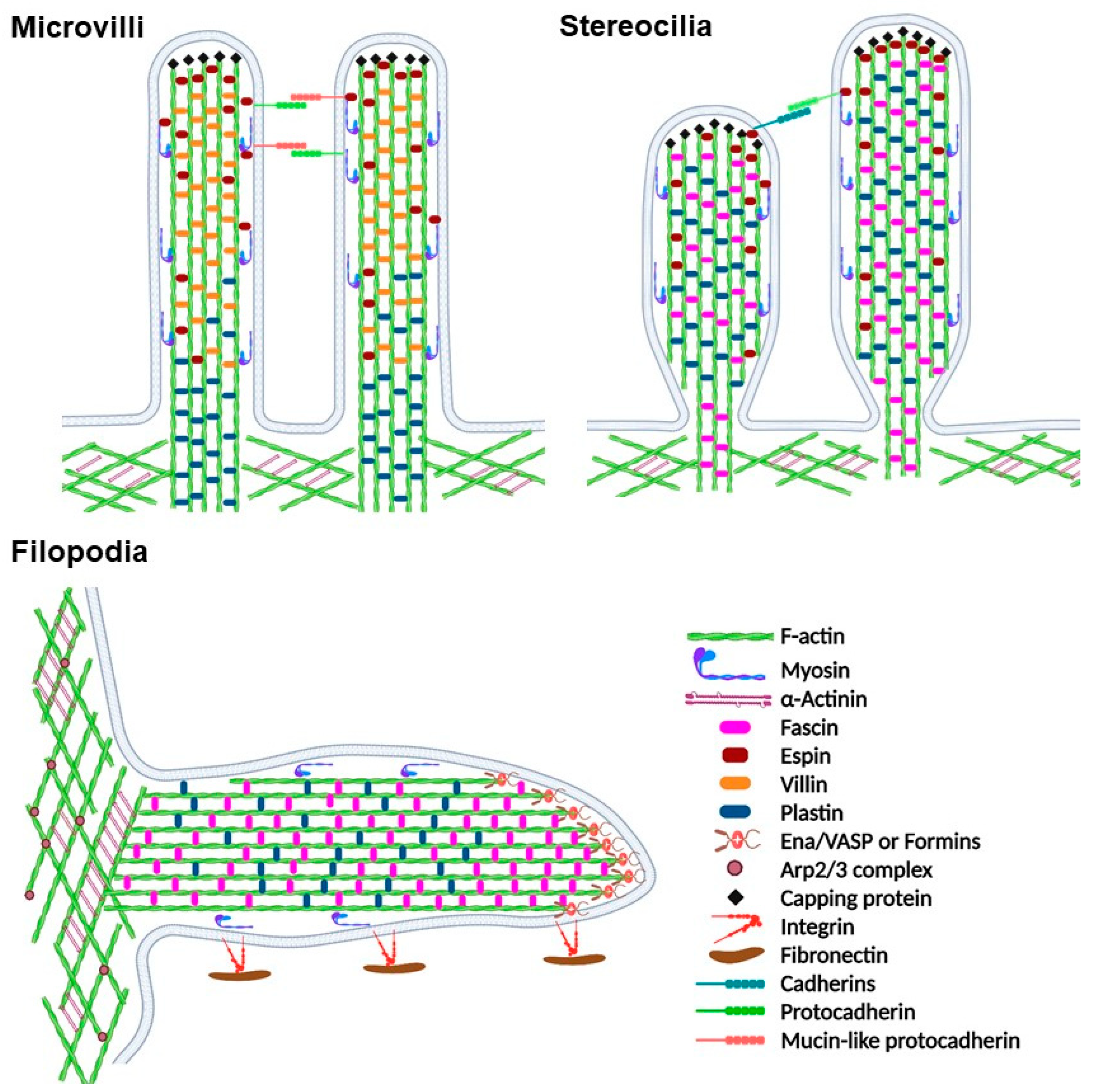 Biomolecules 13 00450 g004 Biomolecules 13 00450 g004