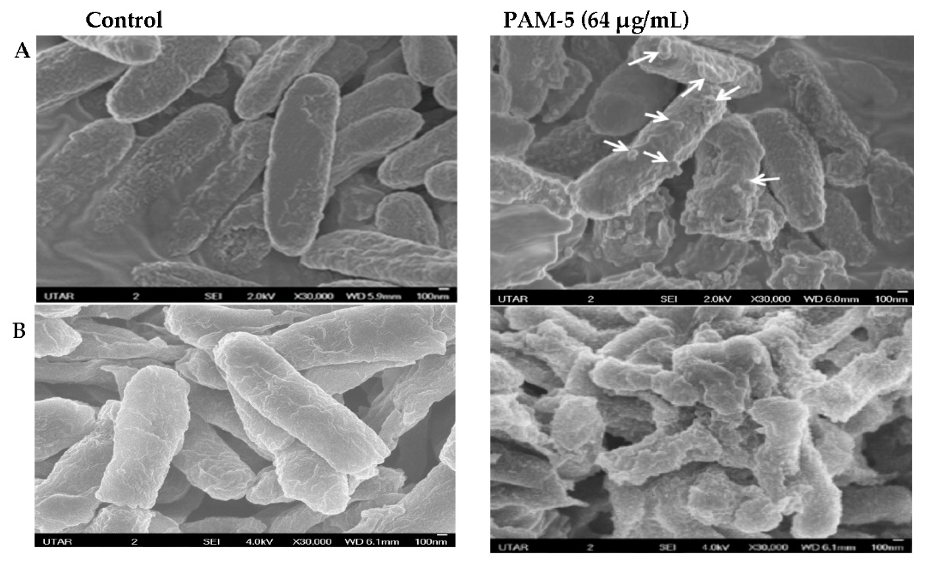 Biomolecules 13 00466 g002