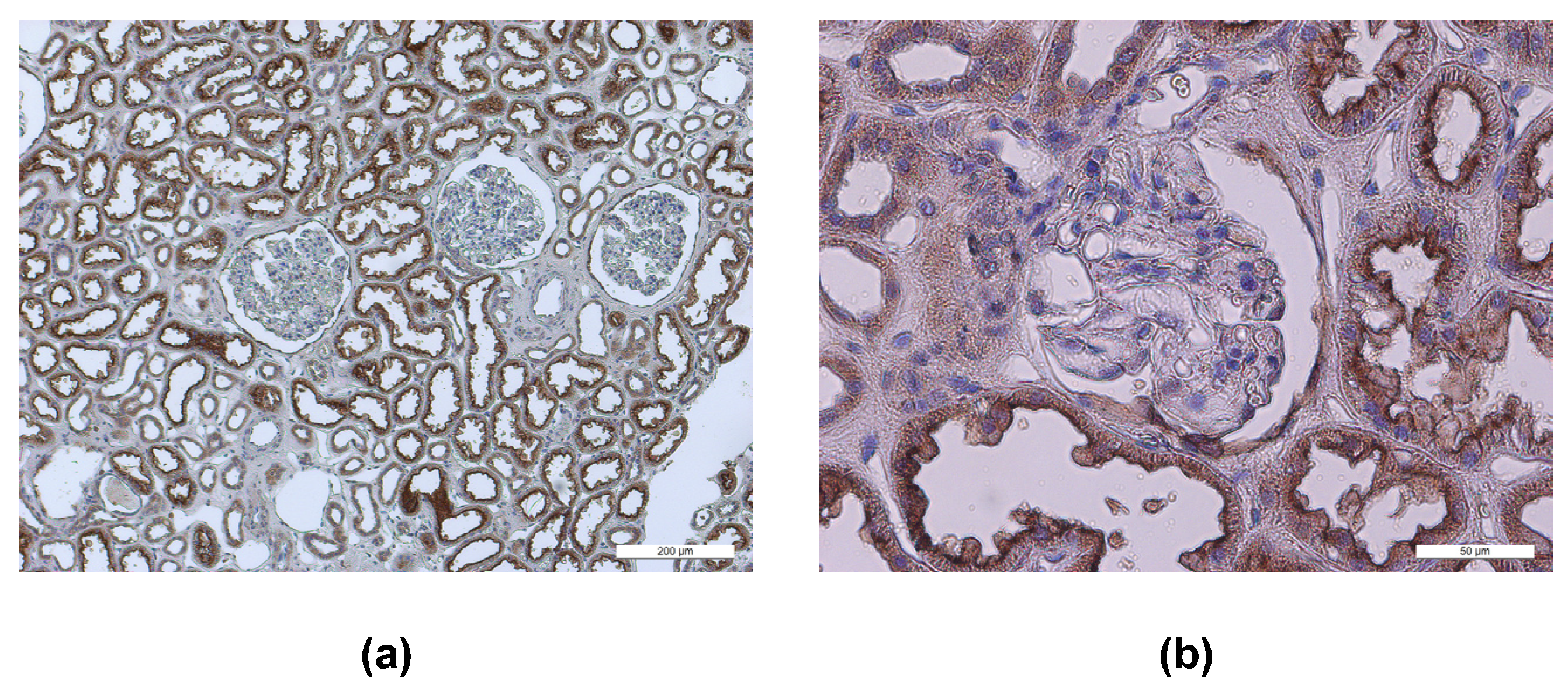 Biomolecules 13 00472 g002