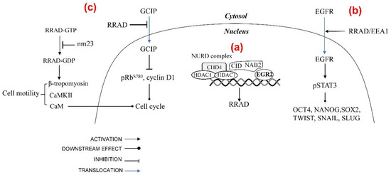 Friend or Foe: Regulation, Downstream Effectors of RRAD in