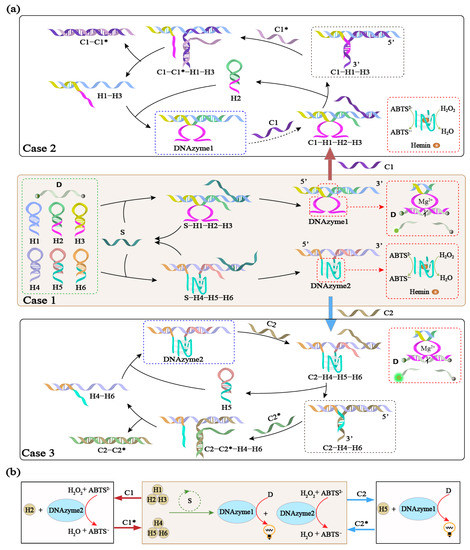 Programming DNA Reaction Networks Using Allosteric DNA Hairpins