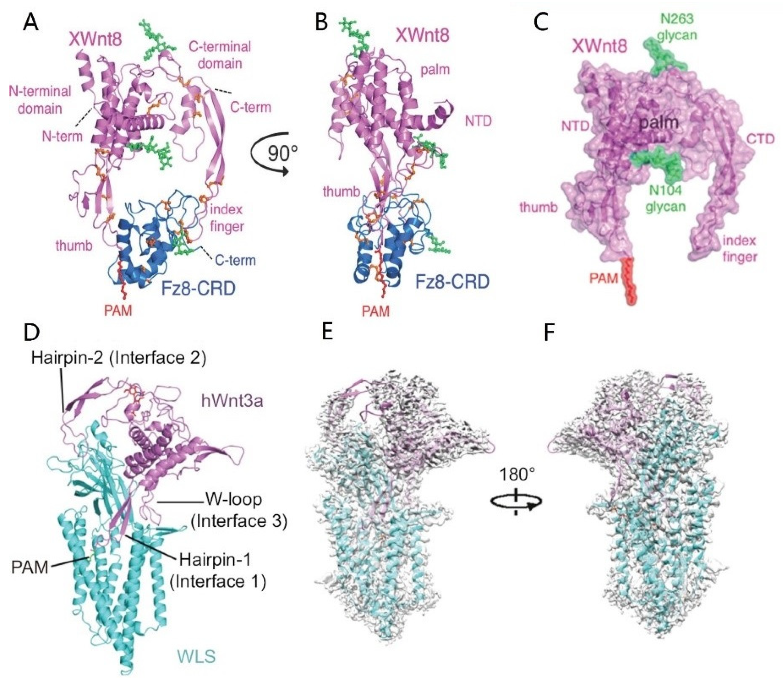 Biomolecules 13 00483 g002 Biomolecules 13 00483 g002