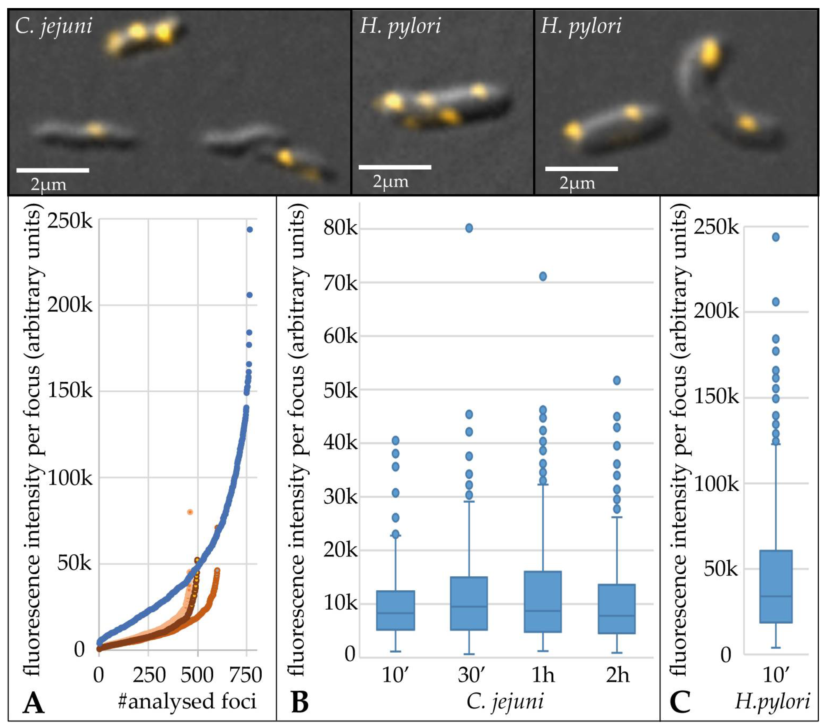 Biomolecules 13 00514 g003 Biomolecules 13 00514 g003