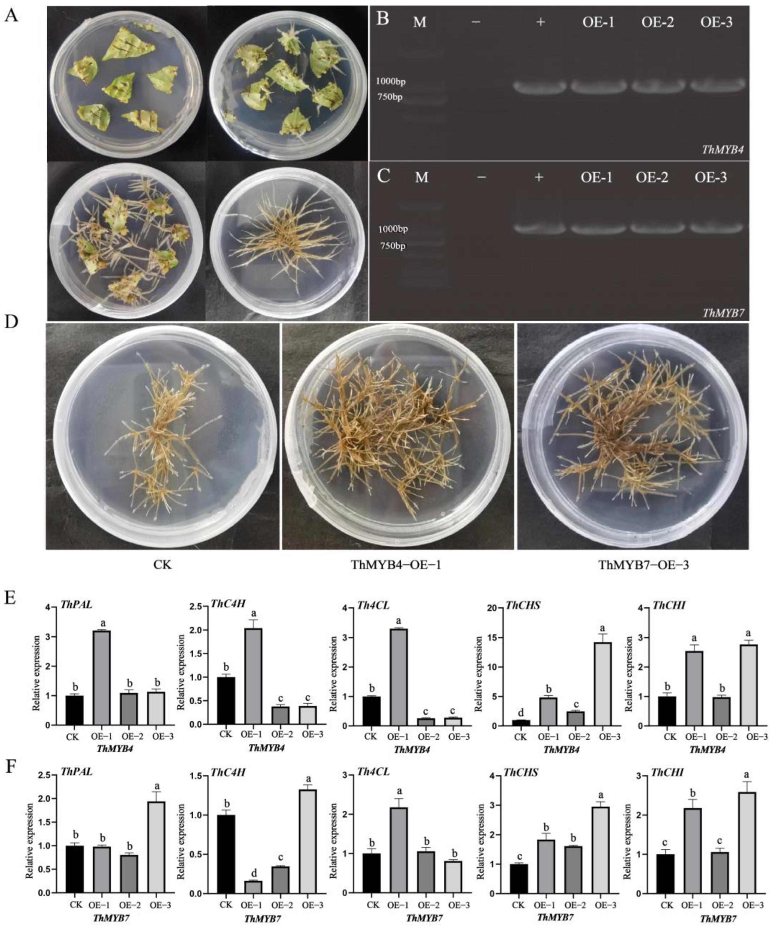 Biomolecules 13 00531 g008 Biomolecules 13 00531 g008