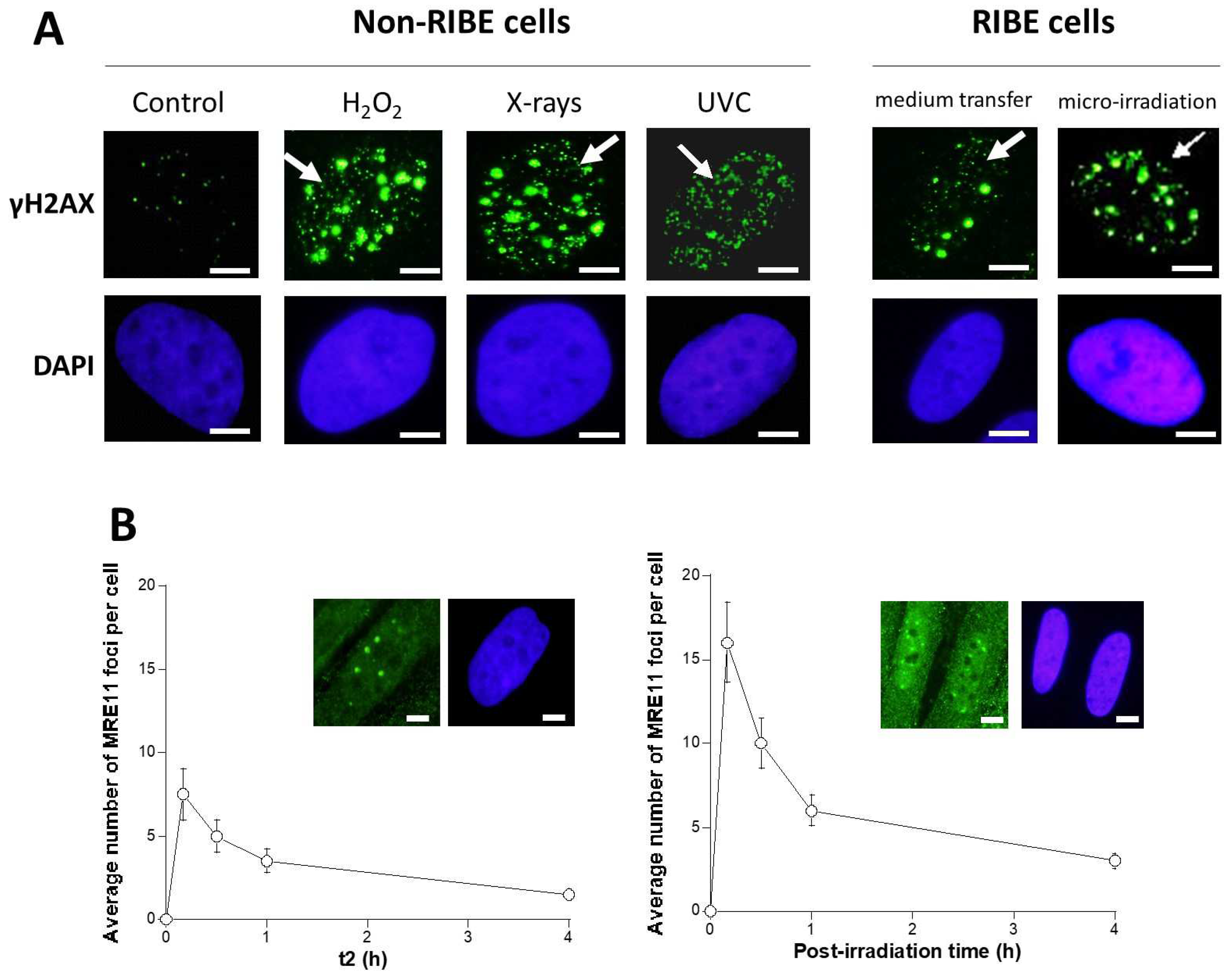 Biomolecules 13 00542 g005 Biomolecules 13 00542 g005