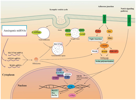 MAPK Is a Mutual Pathway Targeted by Anxiety-Related miRNAs, and E2F5 ...