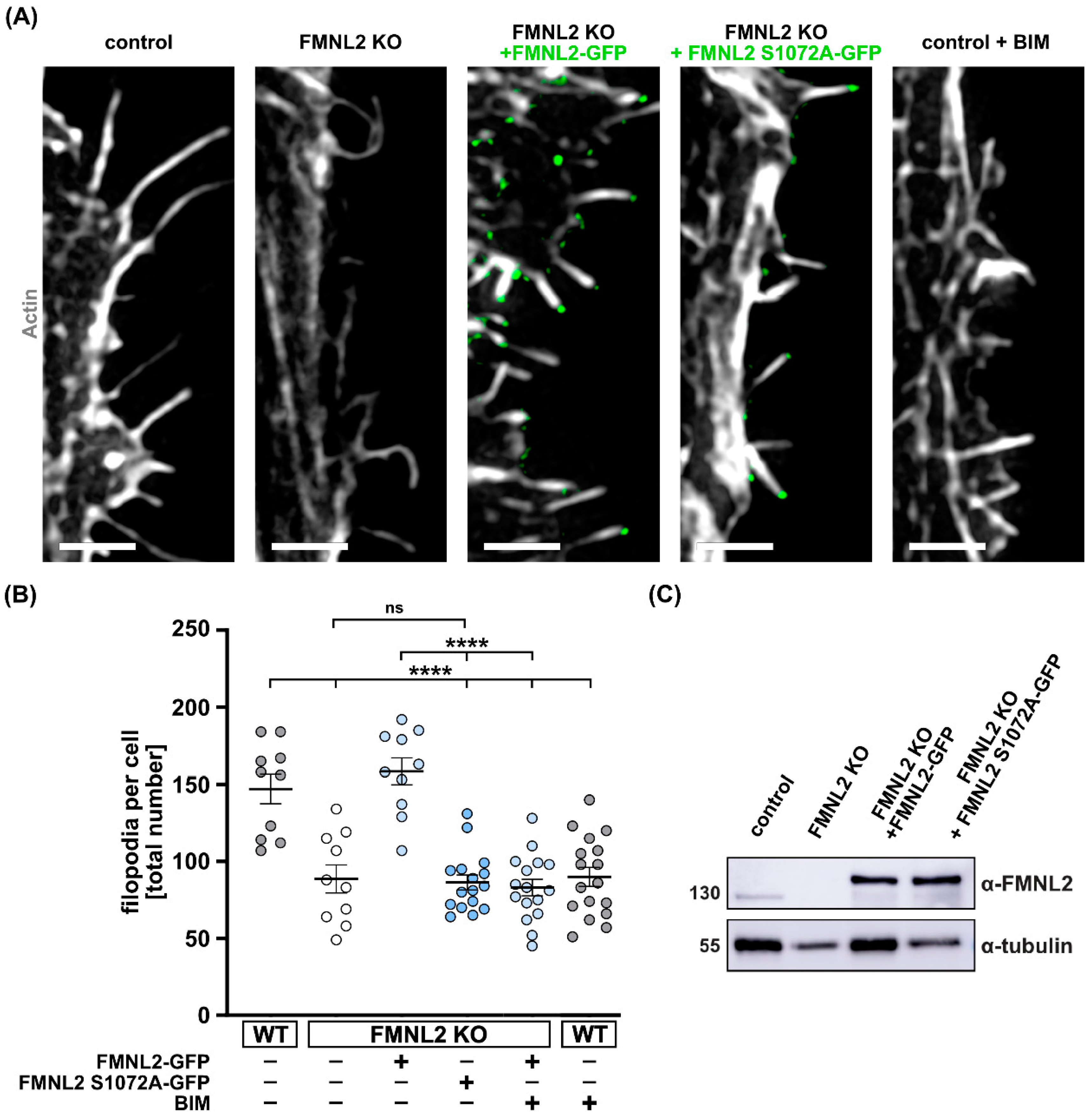 Biomolecules 13 00548 g003