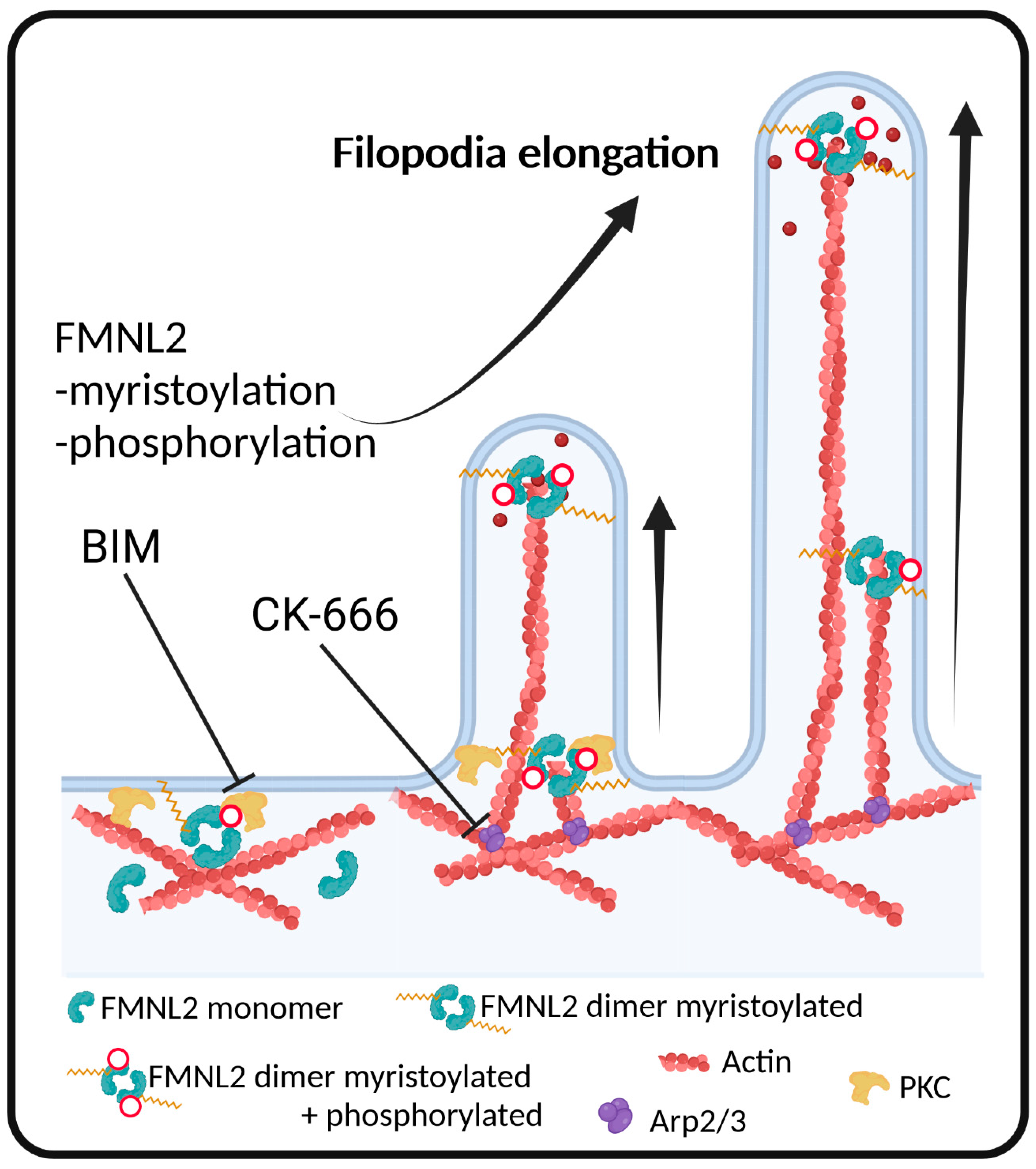 Biomolecules 13 00548 g005