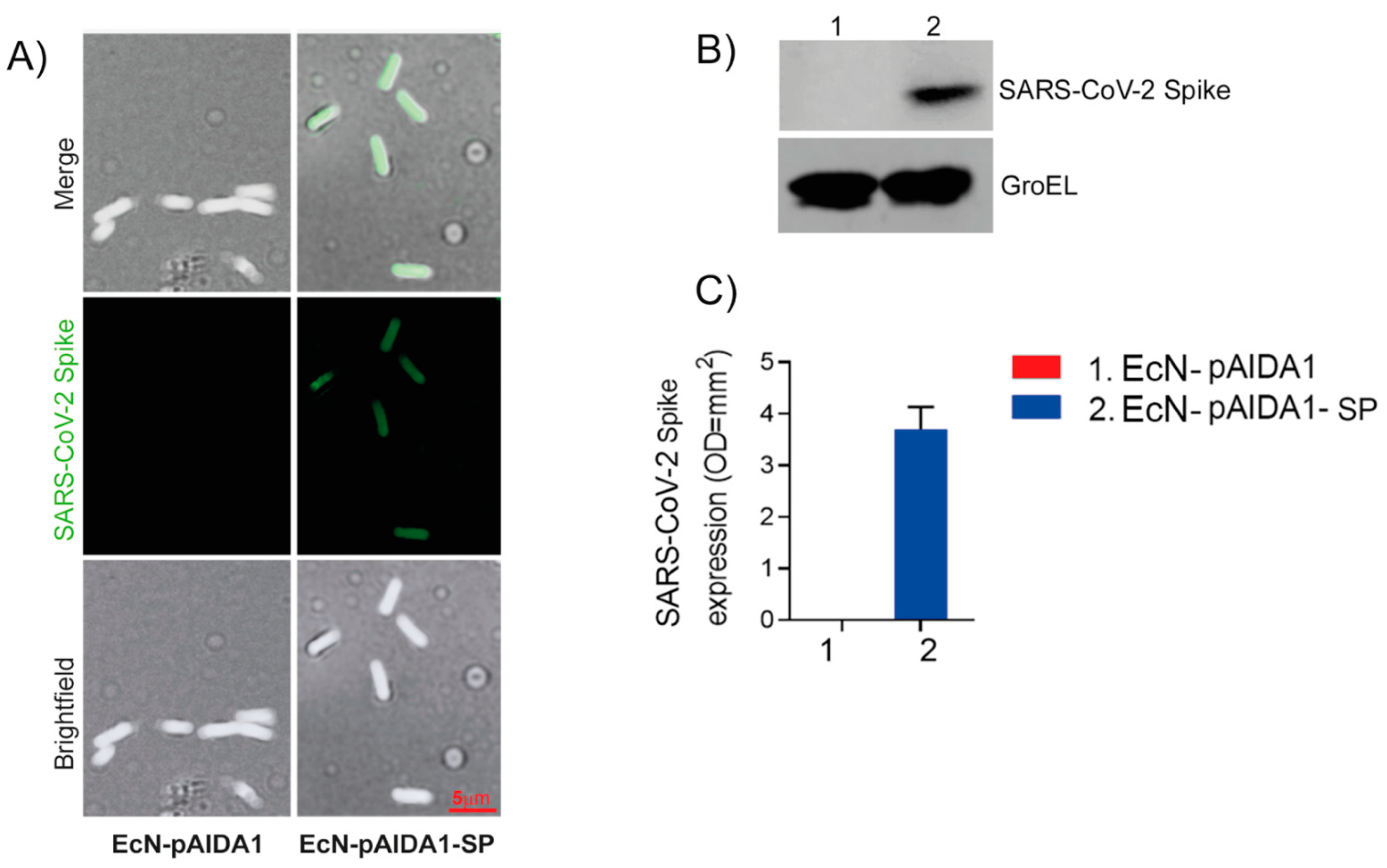 Biomolecules 13 00569 g001 Biomolecules 13 00569 g001