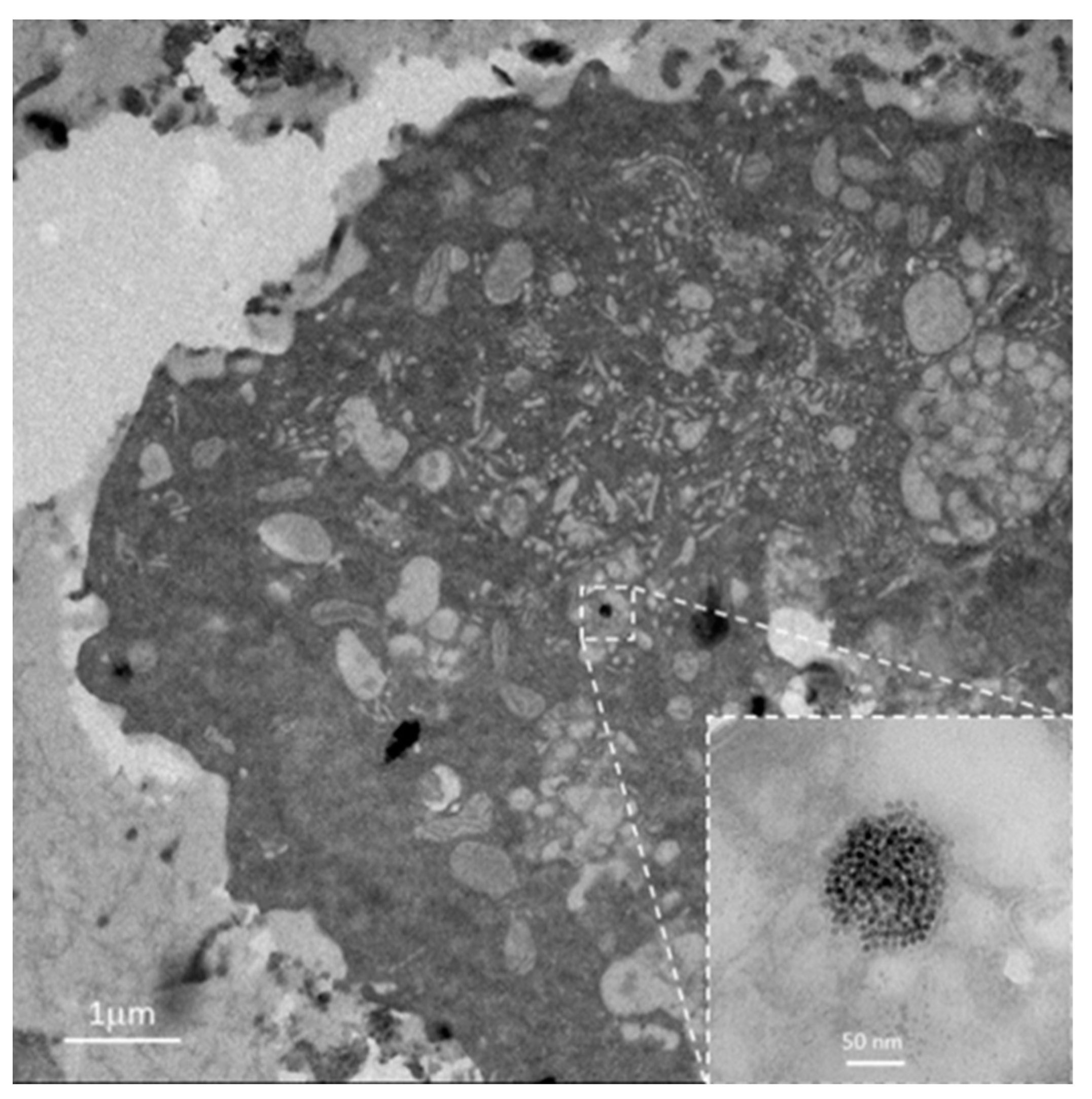 Biomolecules 13 00573 g004