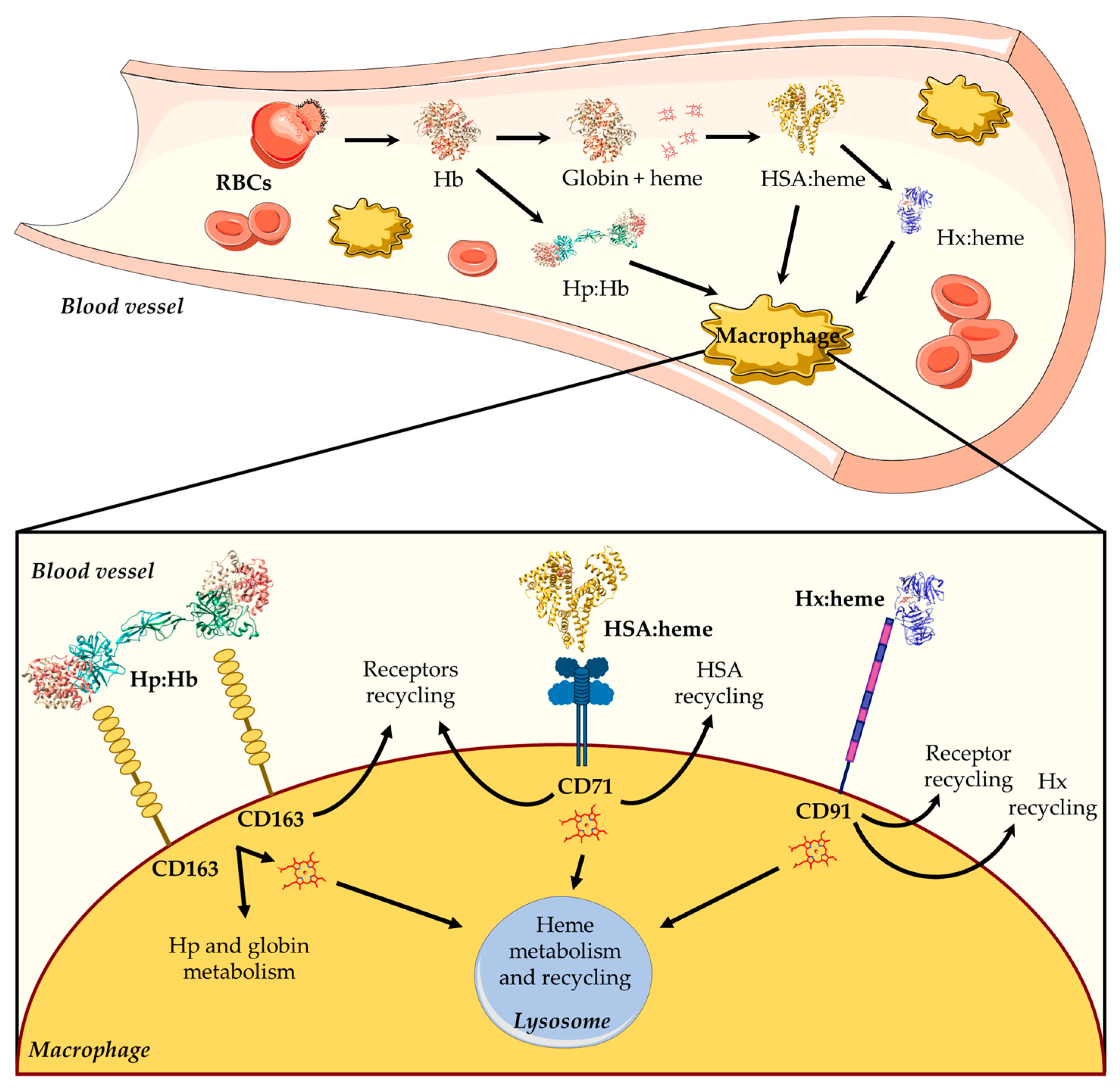 Biomolecules 13 00575 g001