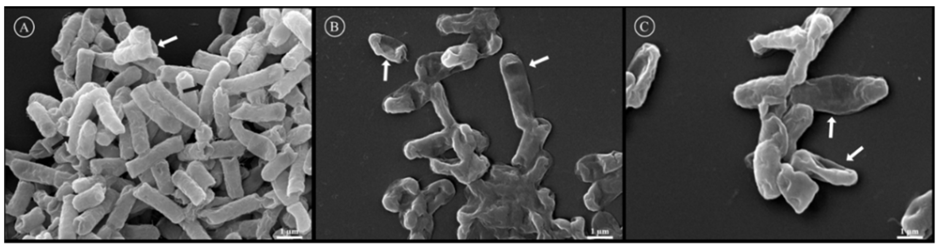 Biomolecules 13 00576 g007 Biomolecules 13 00576 g007