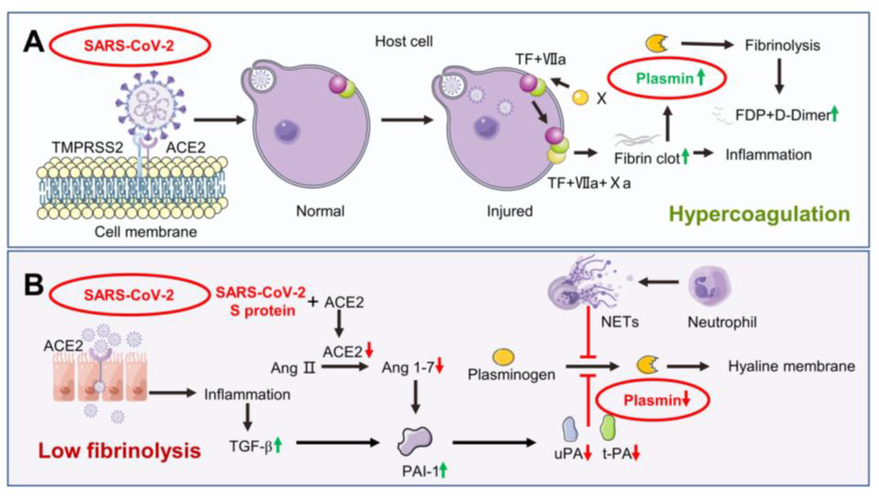 Biomolecules 13 00578 g002 Biomolecules 13 00578 g002