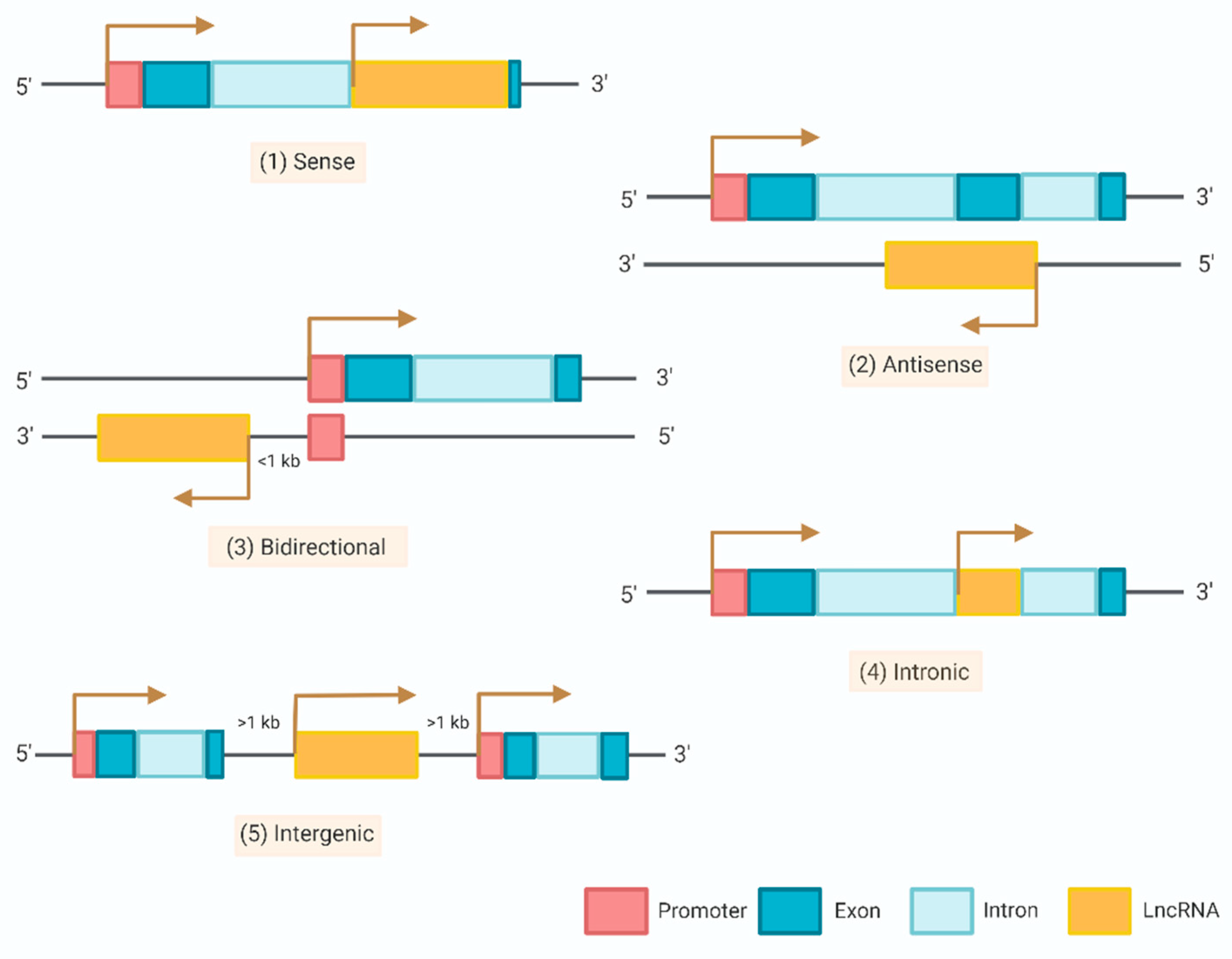 Biomolecules 13 00580 g001