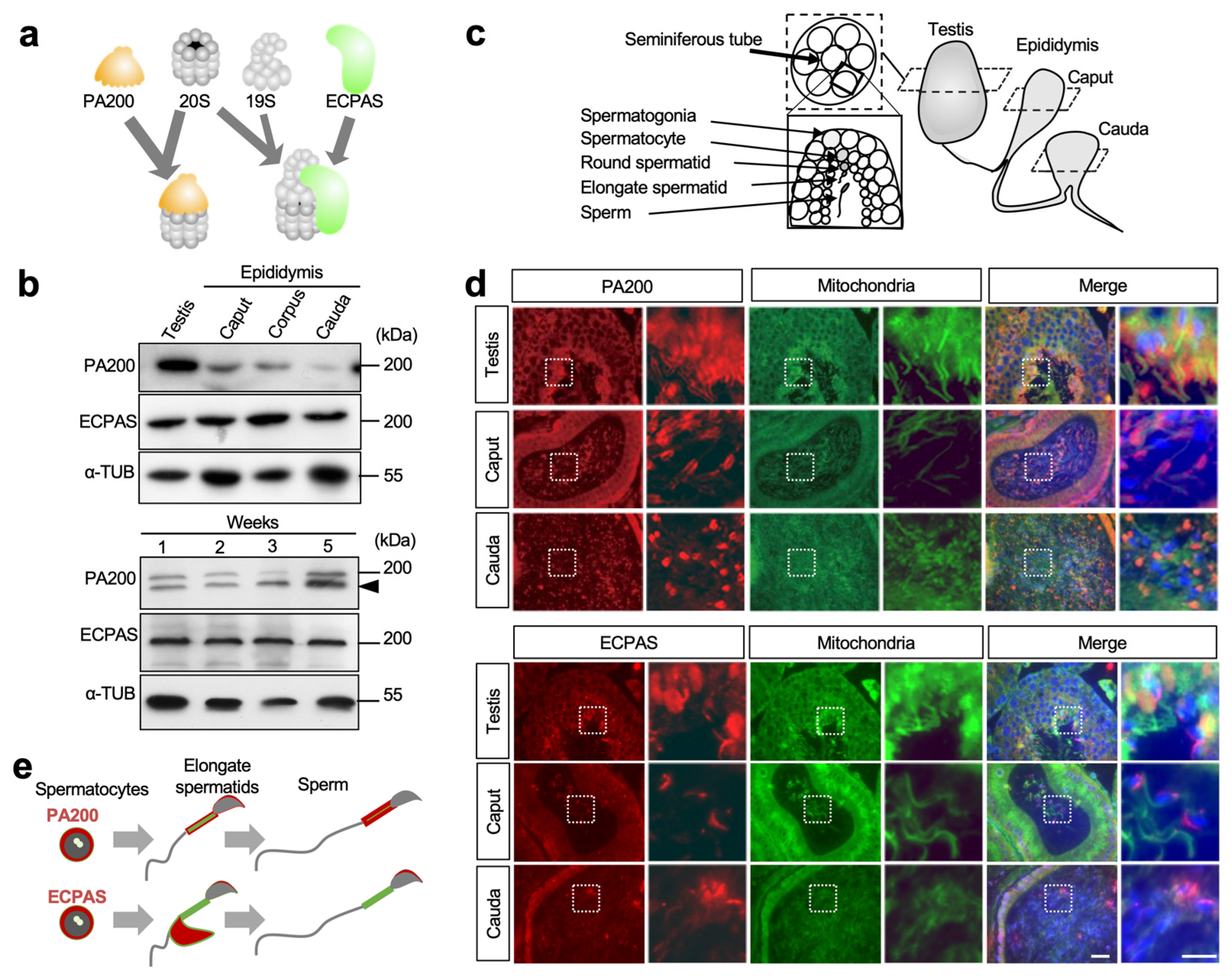 Biomolecules 13 00586 g001 Biomolecules 13 00586 g001