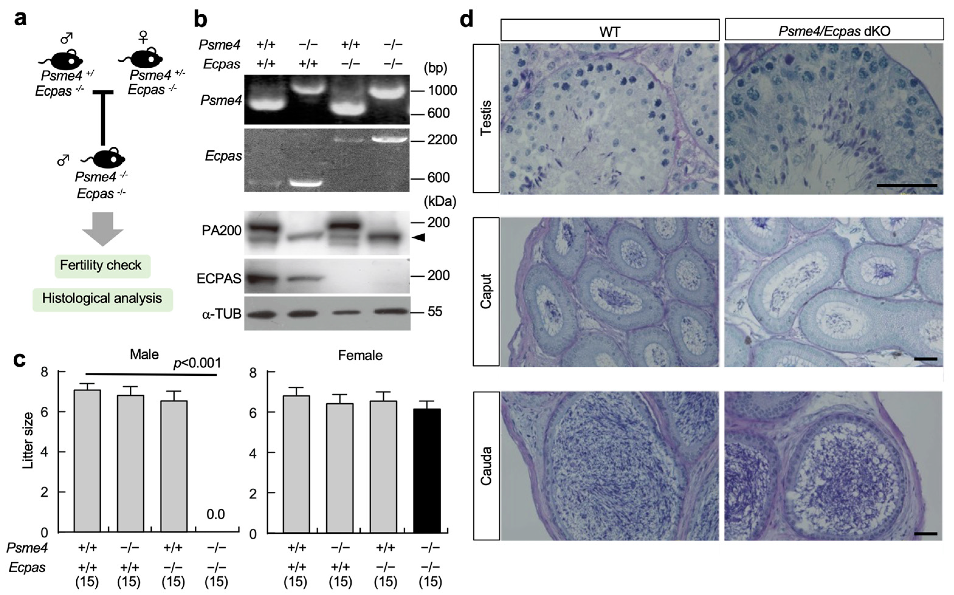 Biomolecules 13 00586 g002 Biomolecules 13 00586 g002