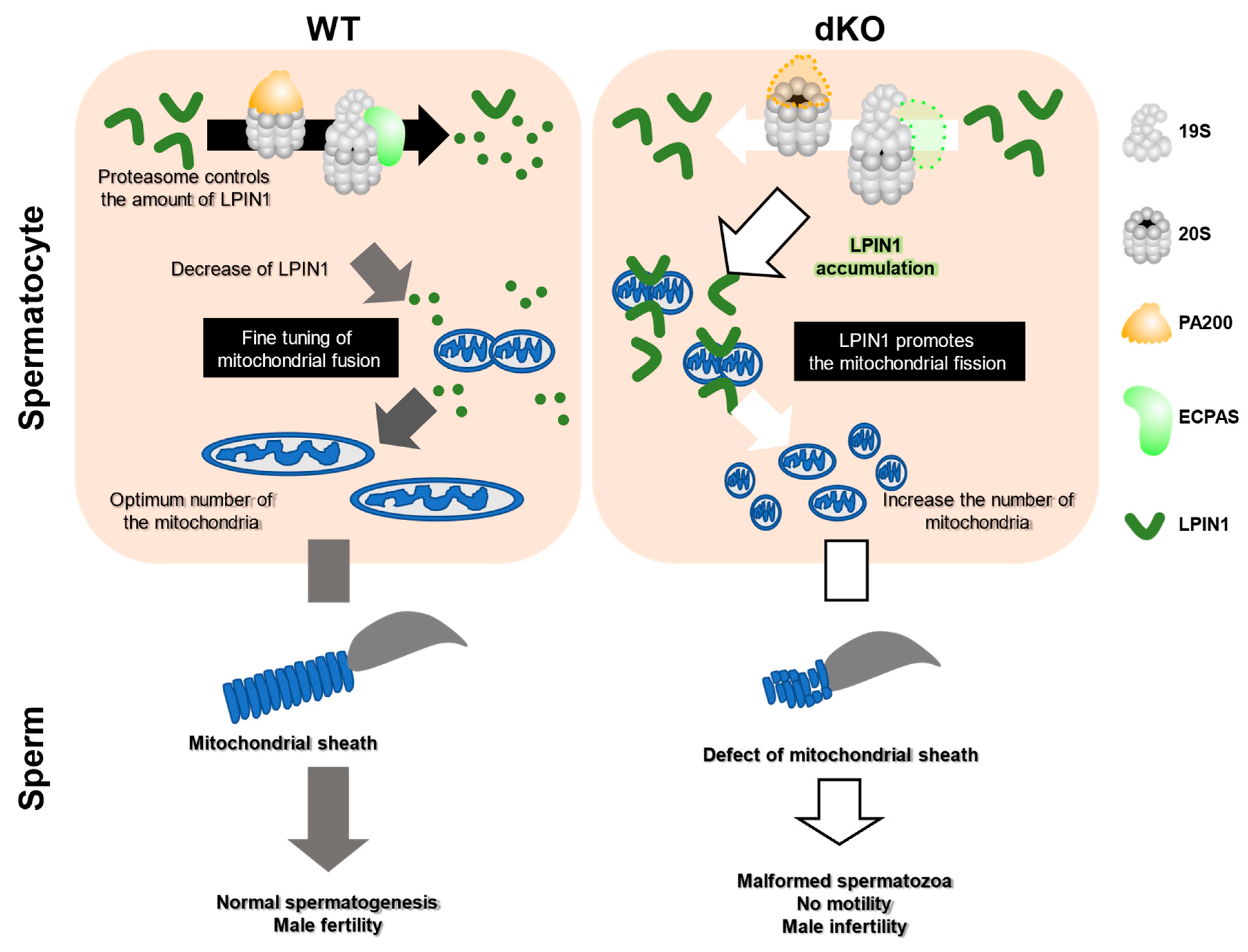 Biomolecules 13 00586 g005 Biomolecules 13 00586 g005