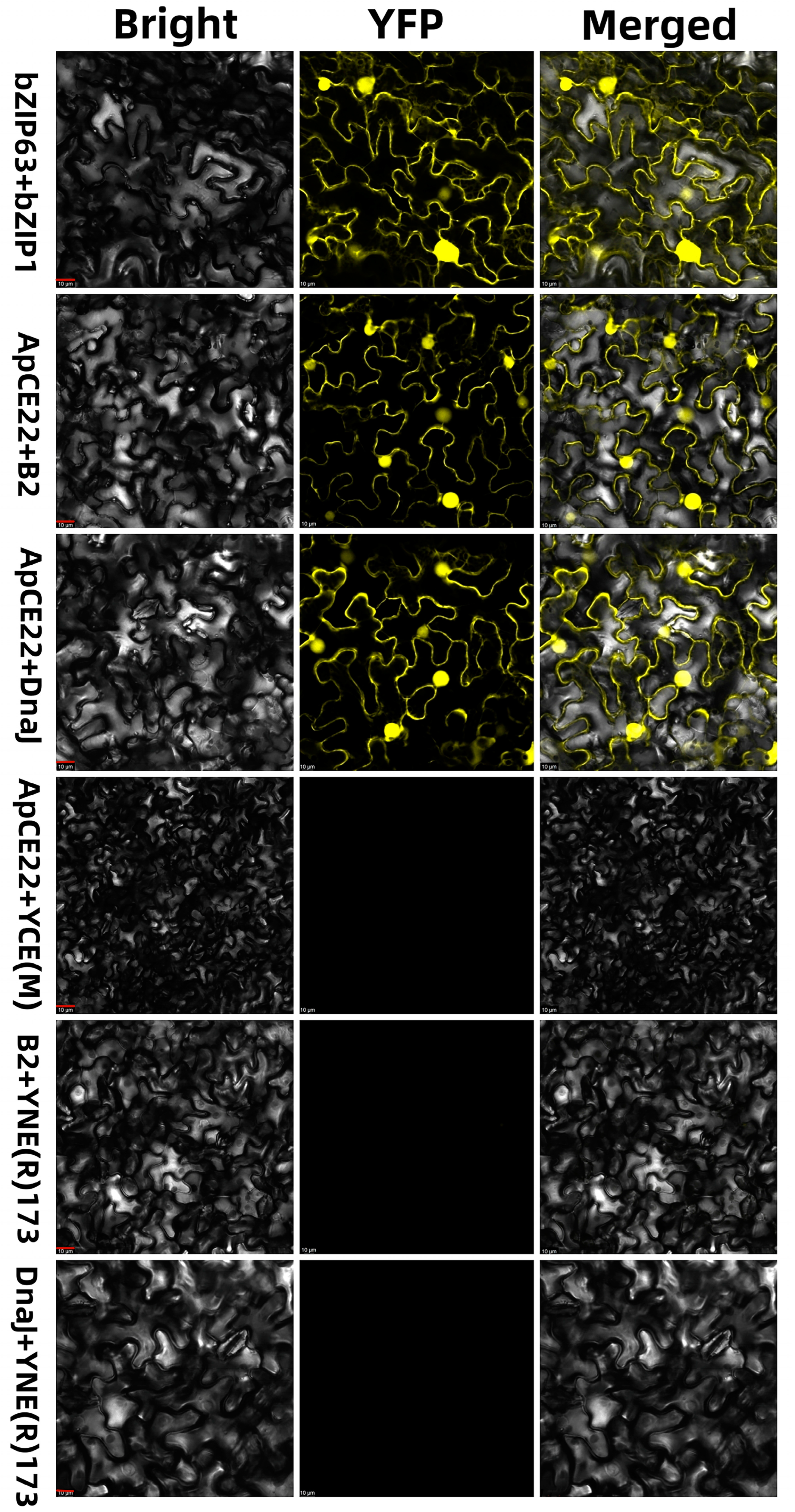 Biomolecules 13 00590 g003 Biomolecules 13 00590 g003