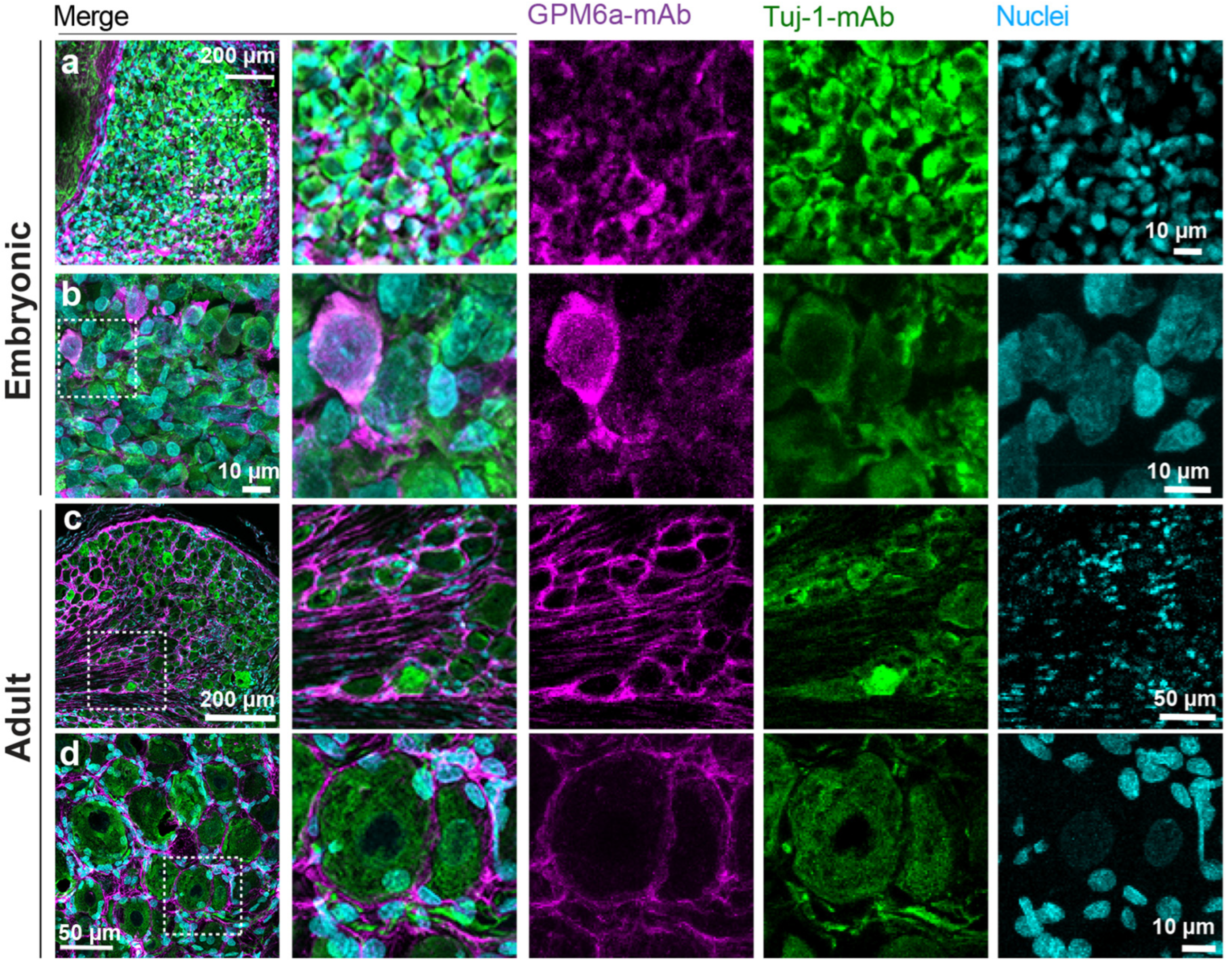 Biomolecules 13 00594 g001 Biomolecules 13 00594 g001