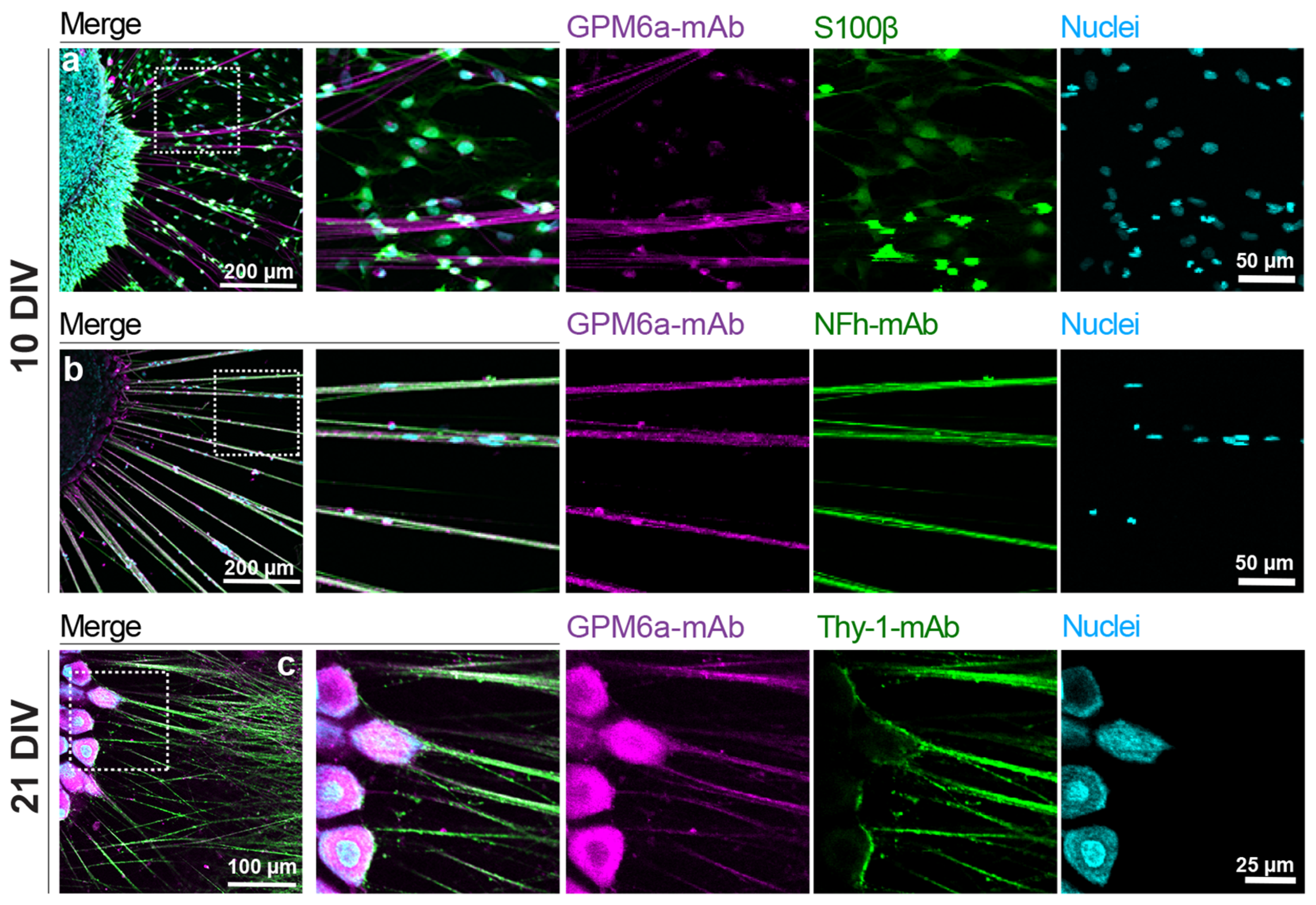 Biomolecules 13 00594 g002 Biomolecules 13 00594 g002