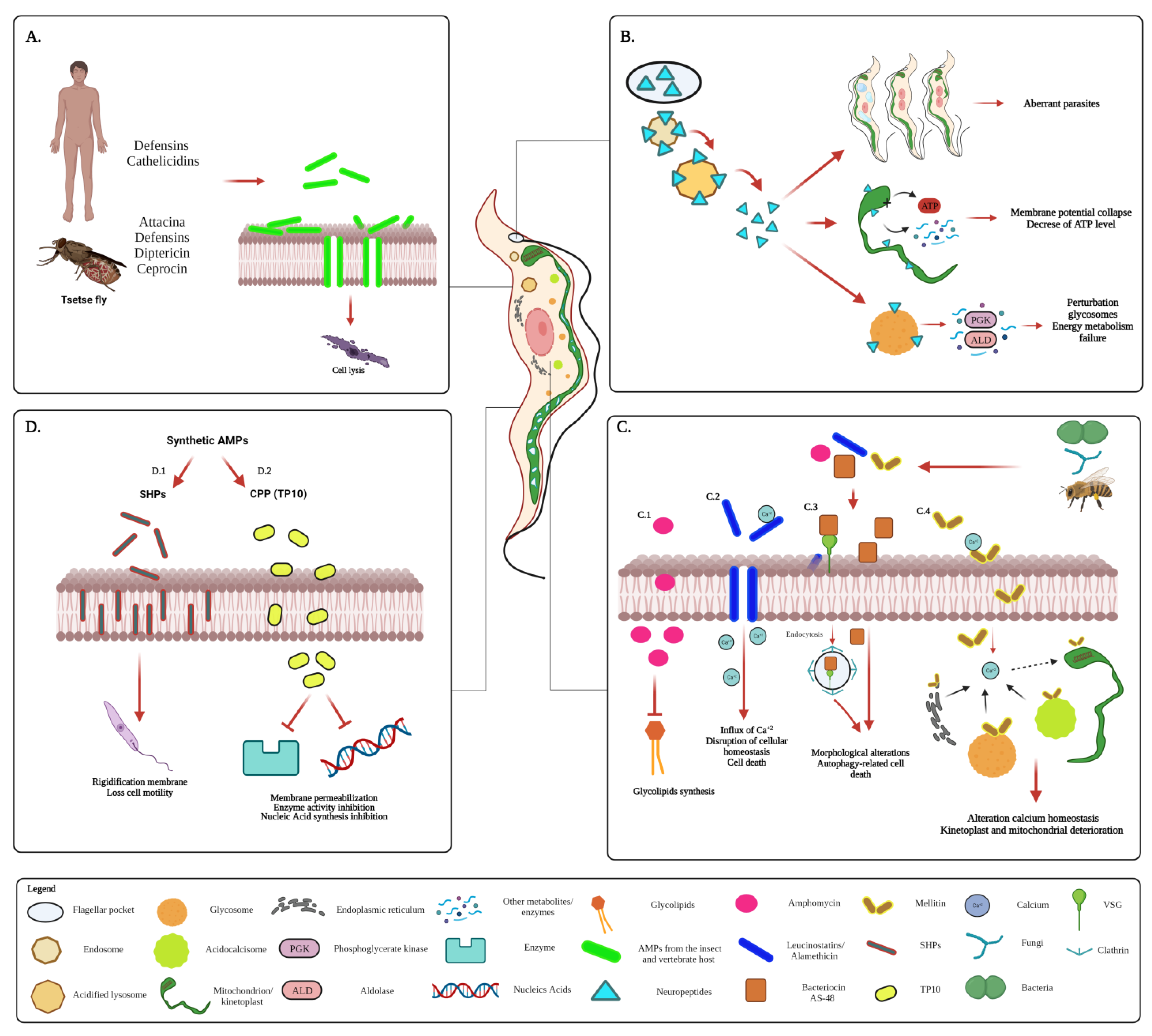 Frontiers  Fatty acid uptake in Trypanosoma brucei: Host resources and  possible mechanisms