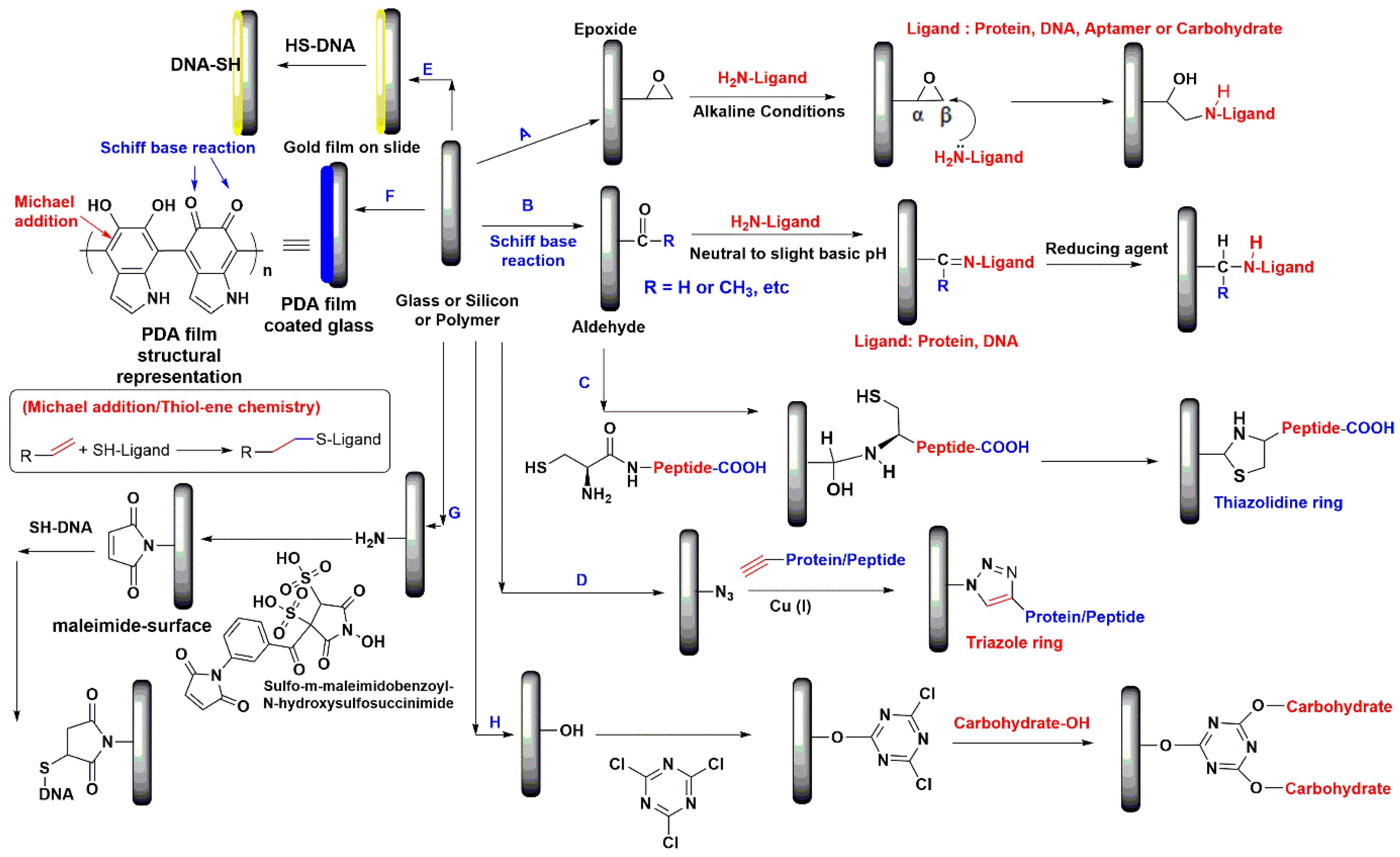 Biomolecules 13 00602 sch001 Biomolecules 13 00602 sch001