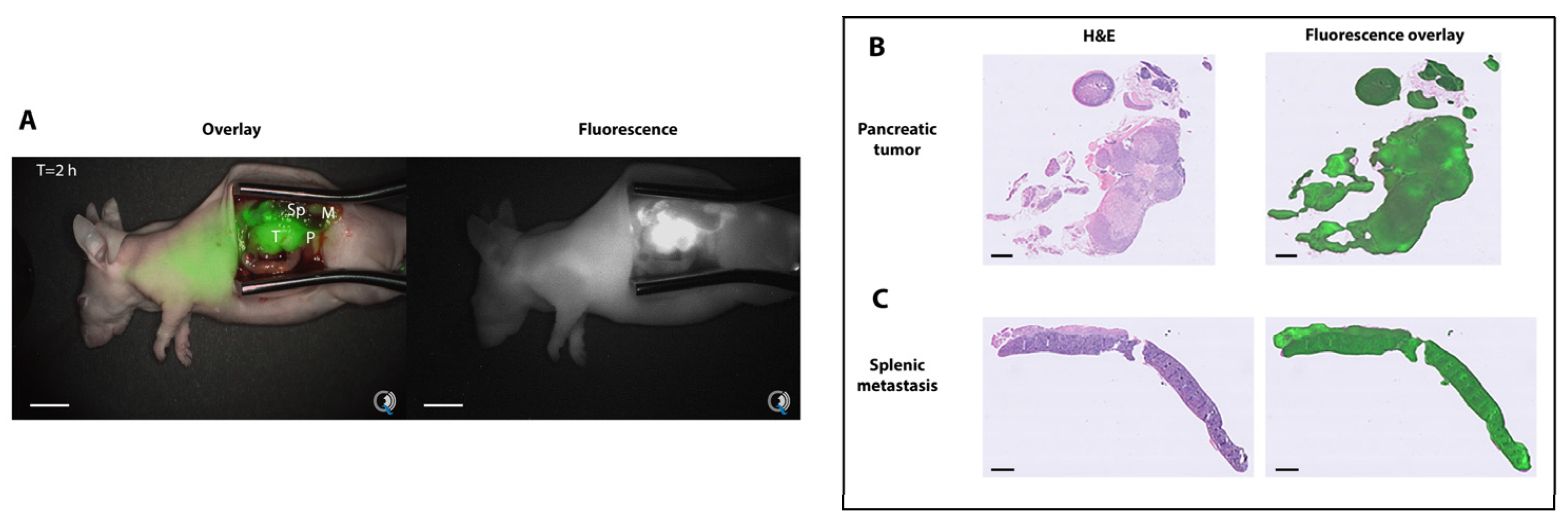 Biomolecules 13 00618 g003