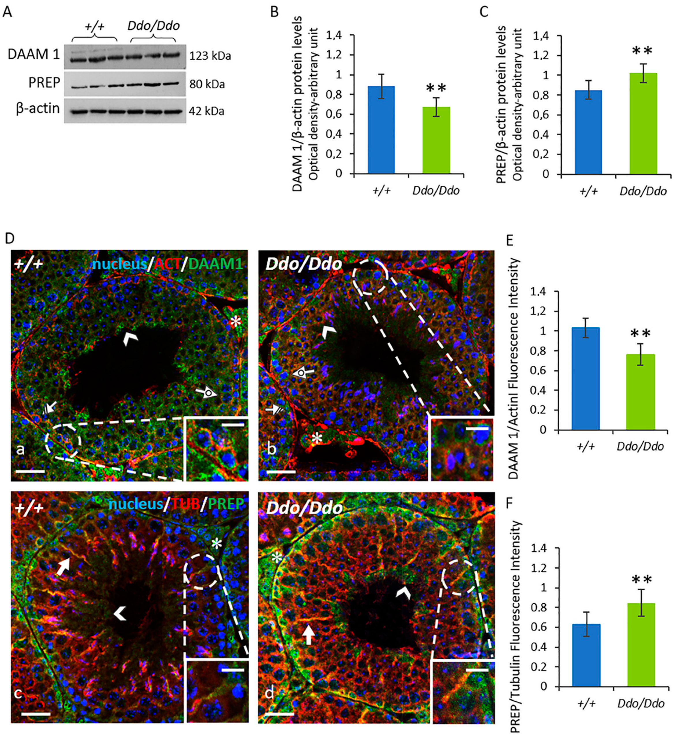 Biomolecules 13 00621 g006 Biomolecules 13 00621 g006