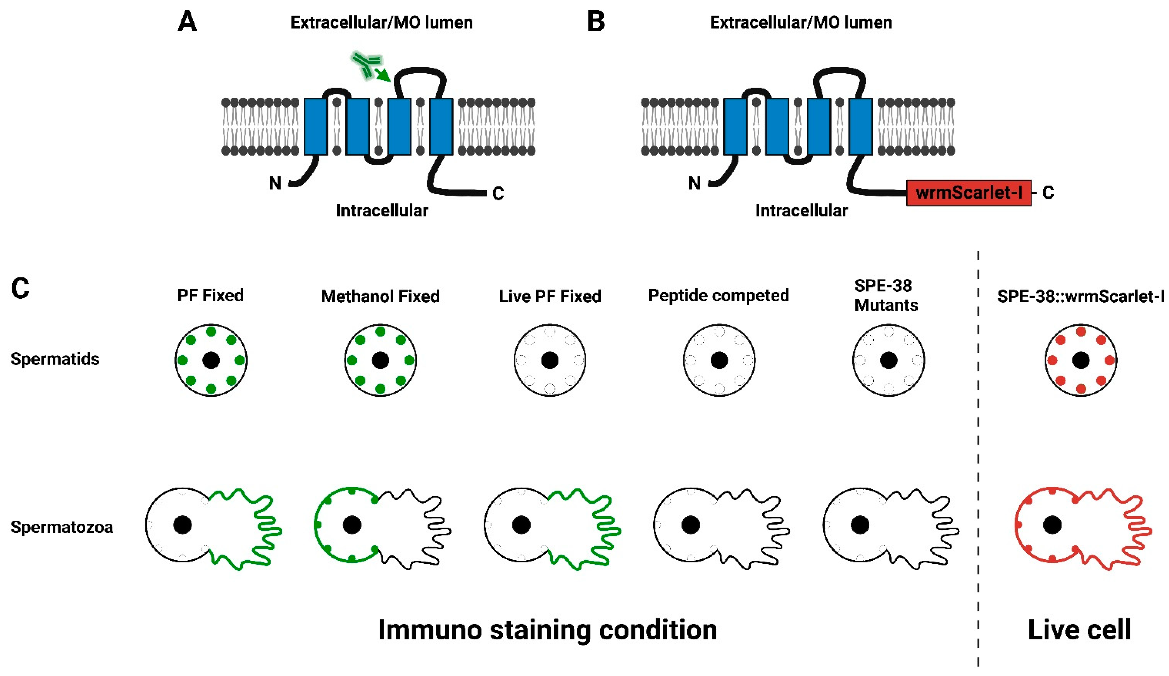 Biomolecules 13 00623 g001