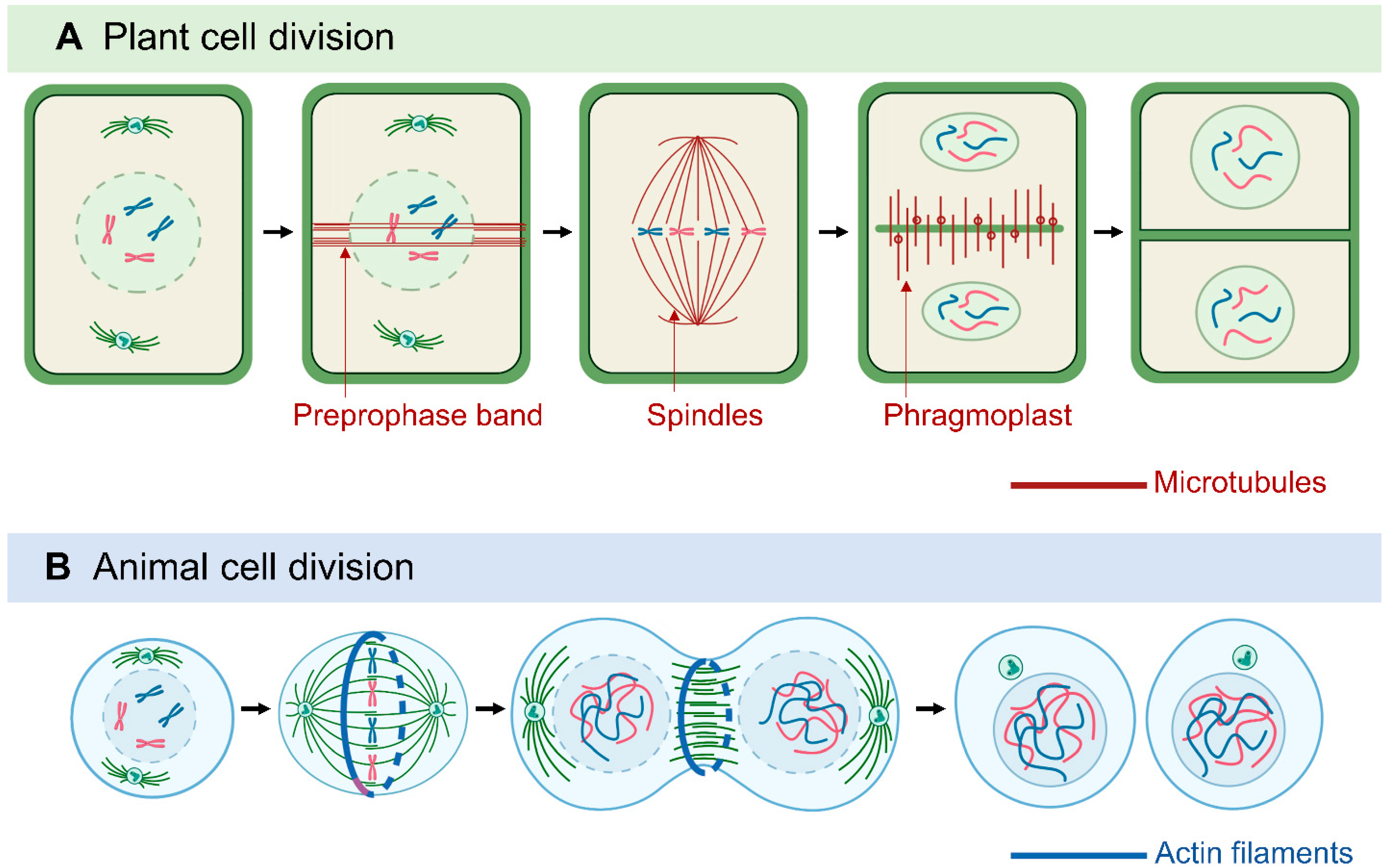 Phase separation on microtubules: from droplet formation to cellular  function?: Trends in Cell Biology