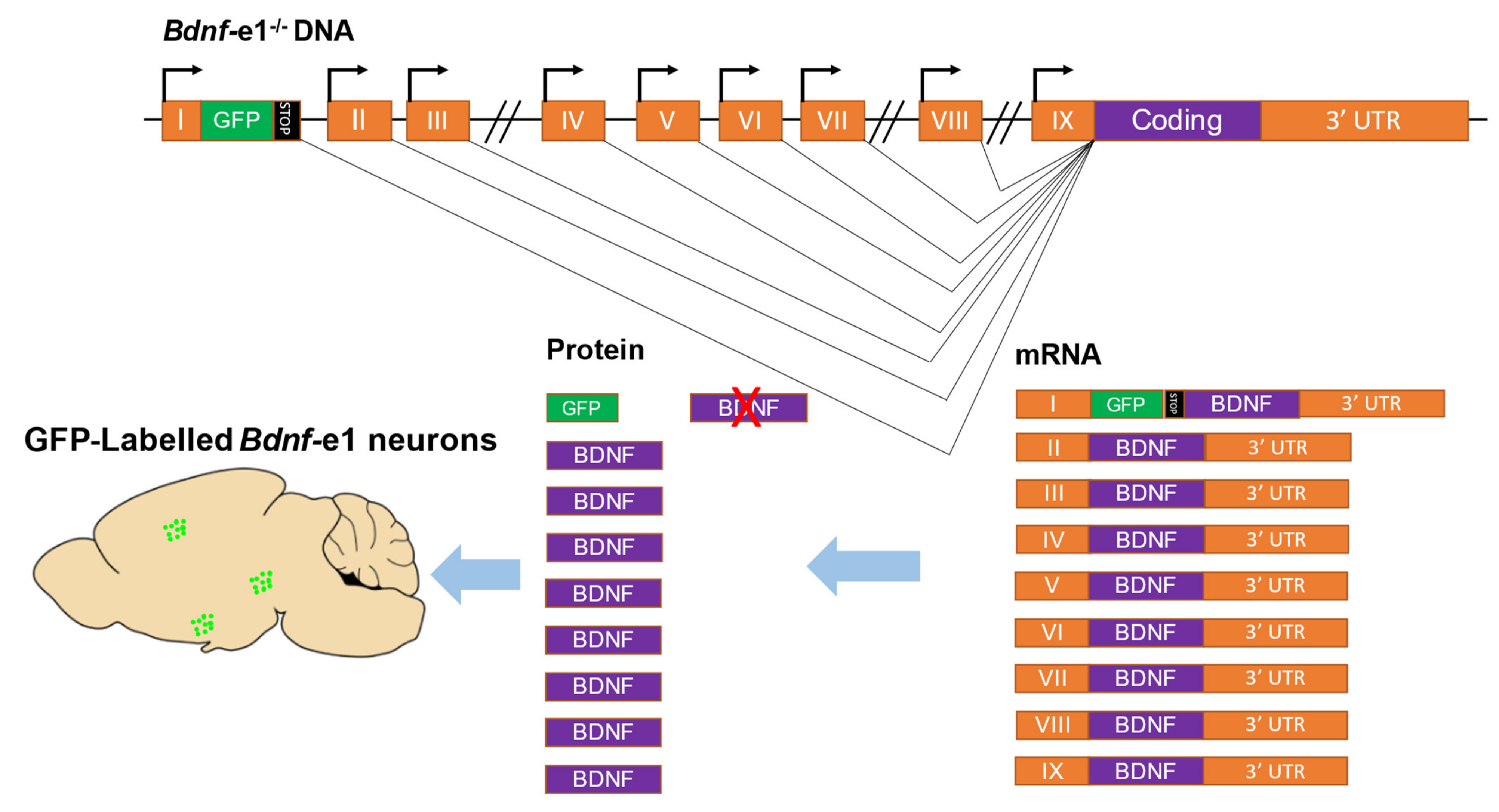 Biomolecules 13 00655 g002 Biomolecules 13 00655 g002