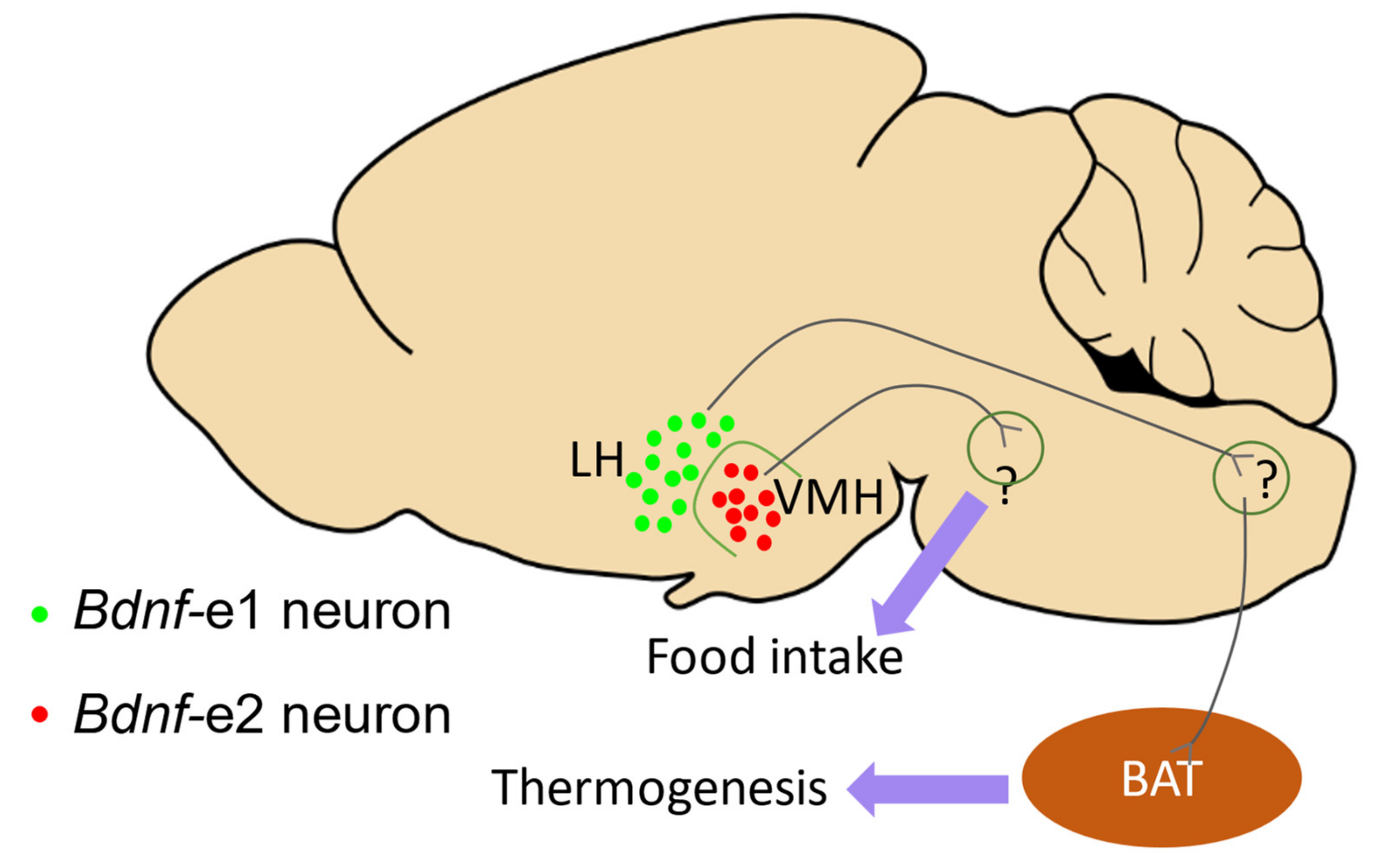 Biomolecules 13 00655 g004 Biomolecules 13 00655 g004