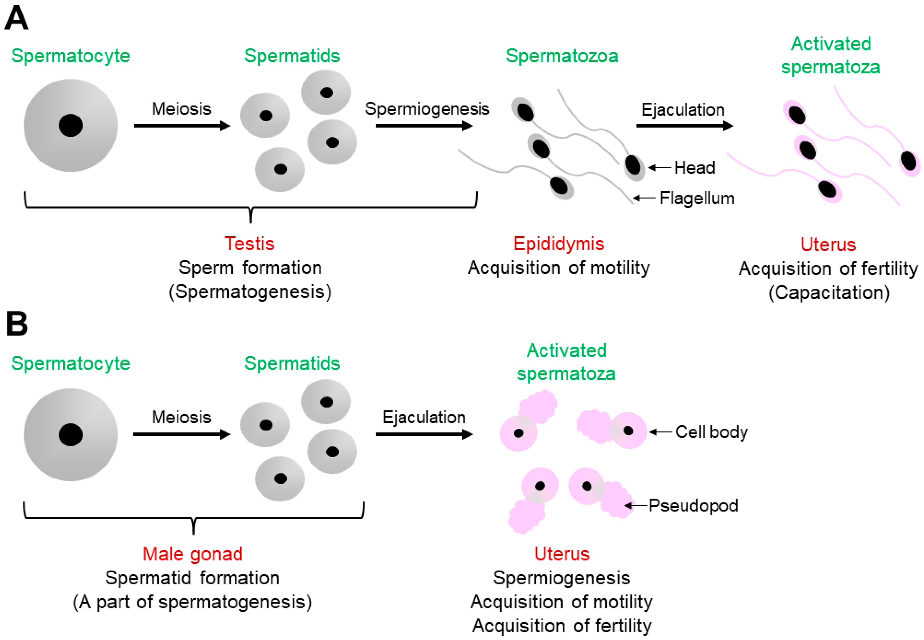Biomolecules 13 00657 g001