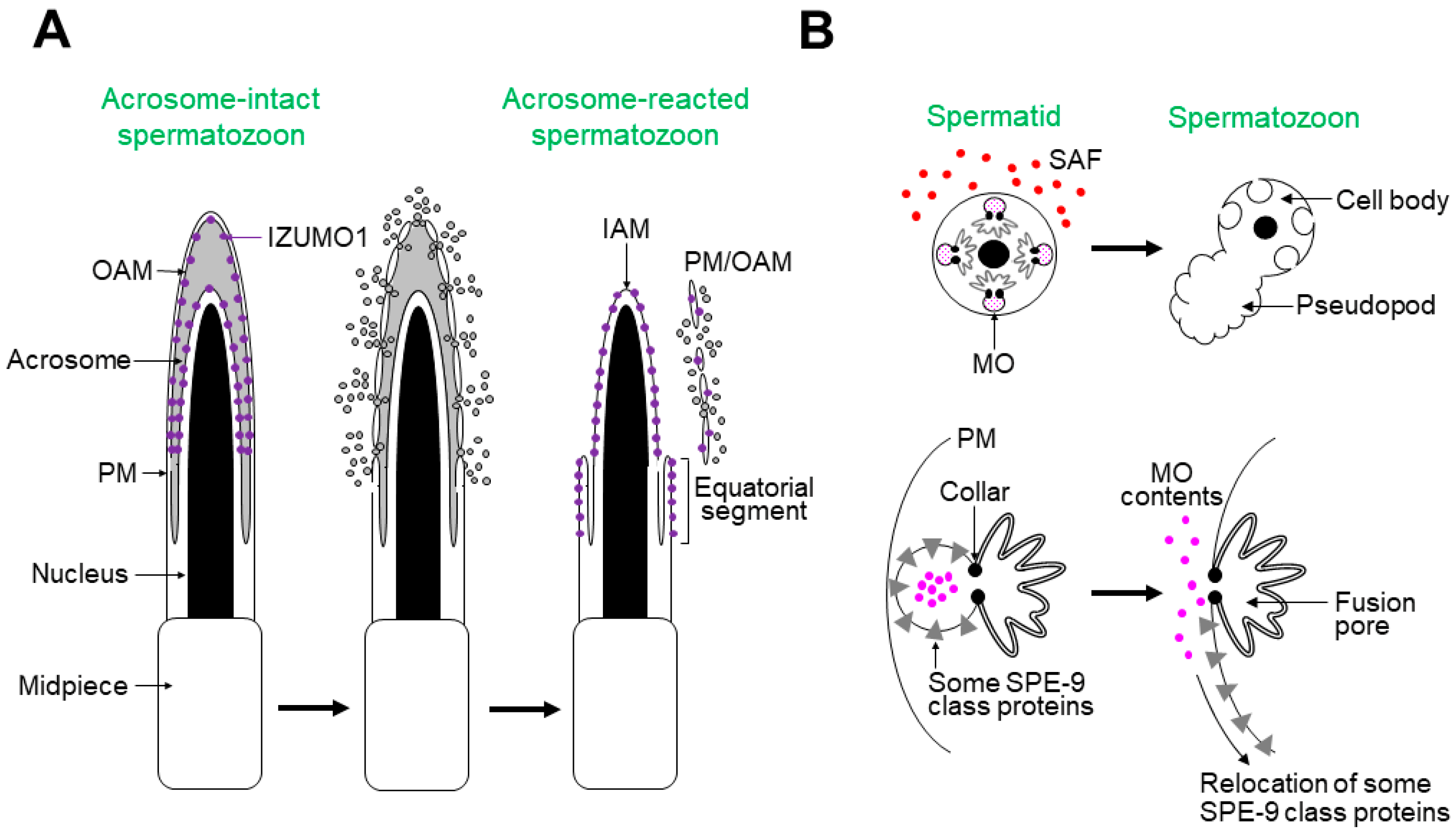 Biomolecules 13 00657 g002