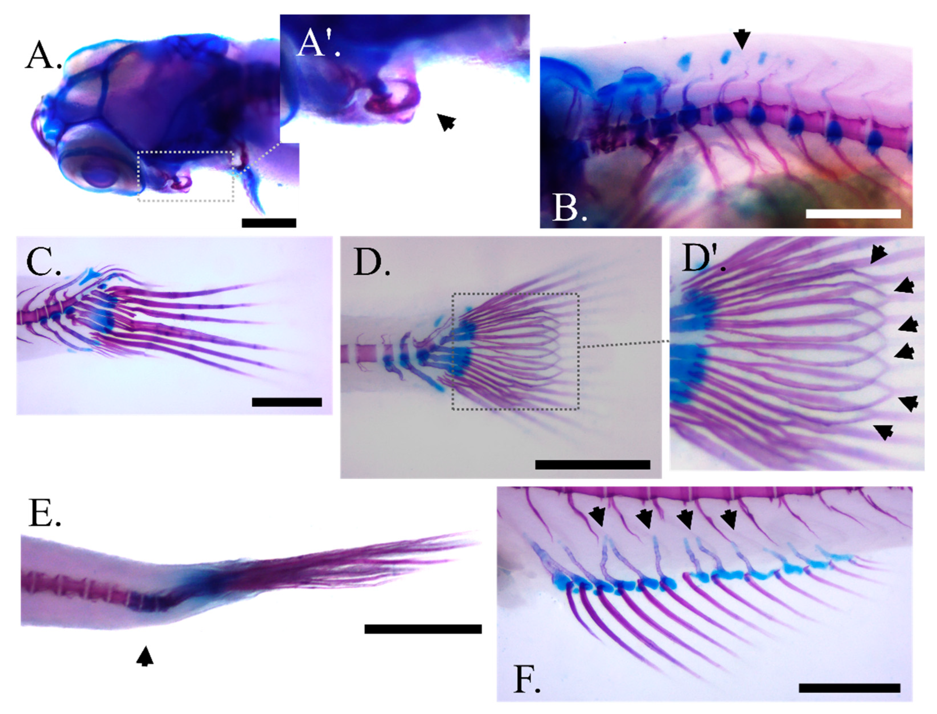 Biomolecules 13 00659 g004 Biomolecules 13 00659 g004