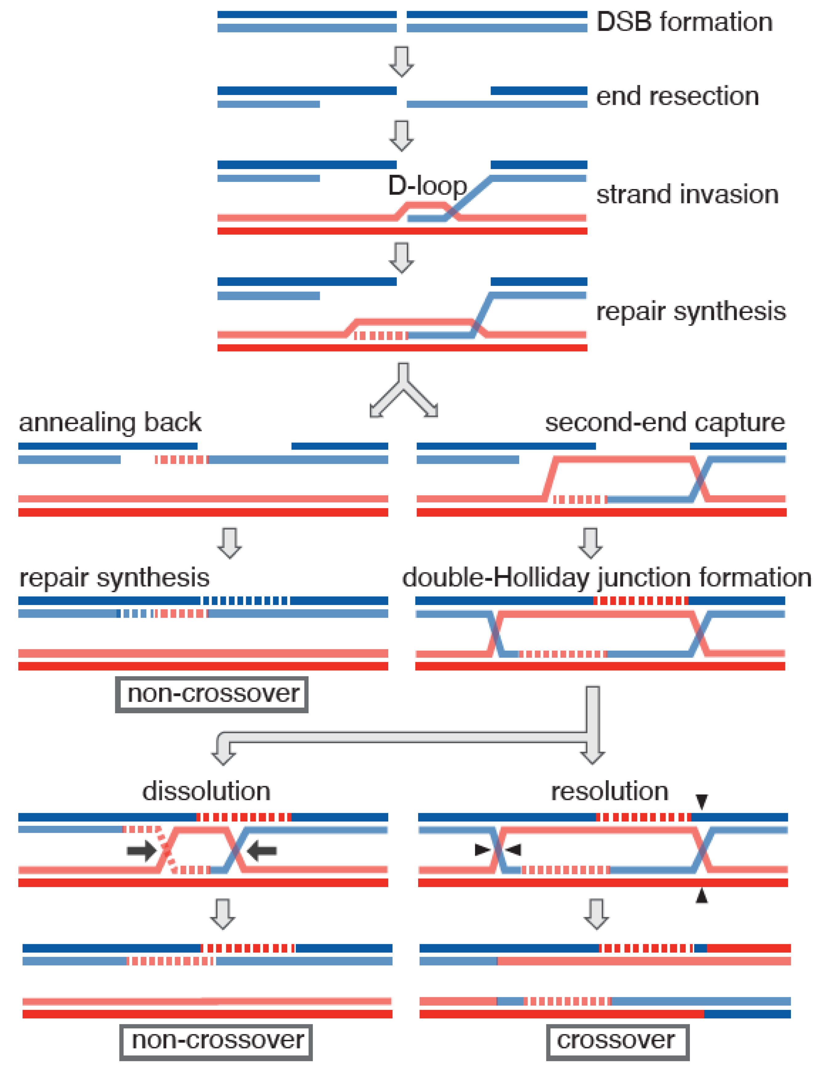 Mnd1 Complex and Its Regulation of Homologous Recombination Biology Diagrams