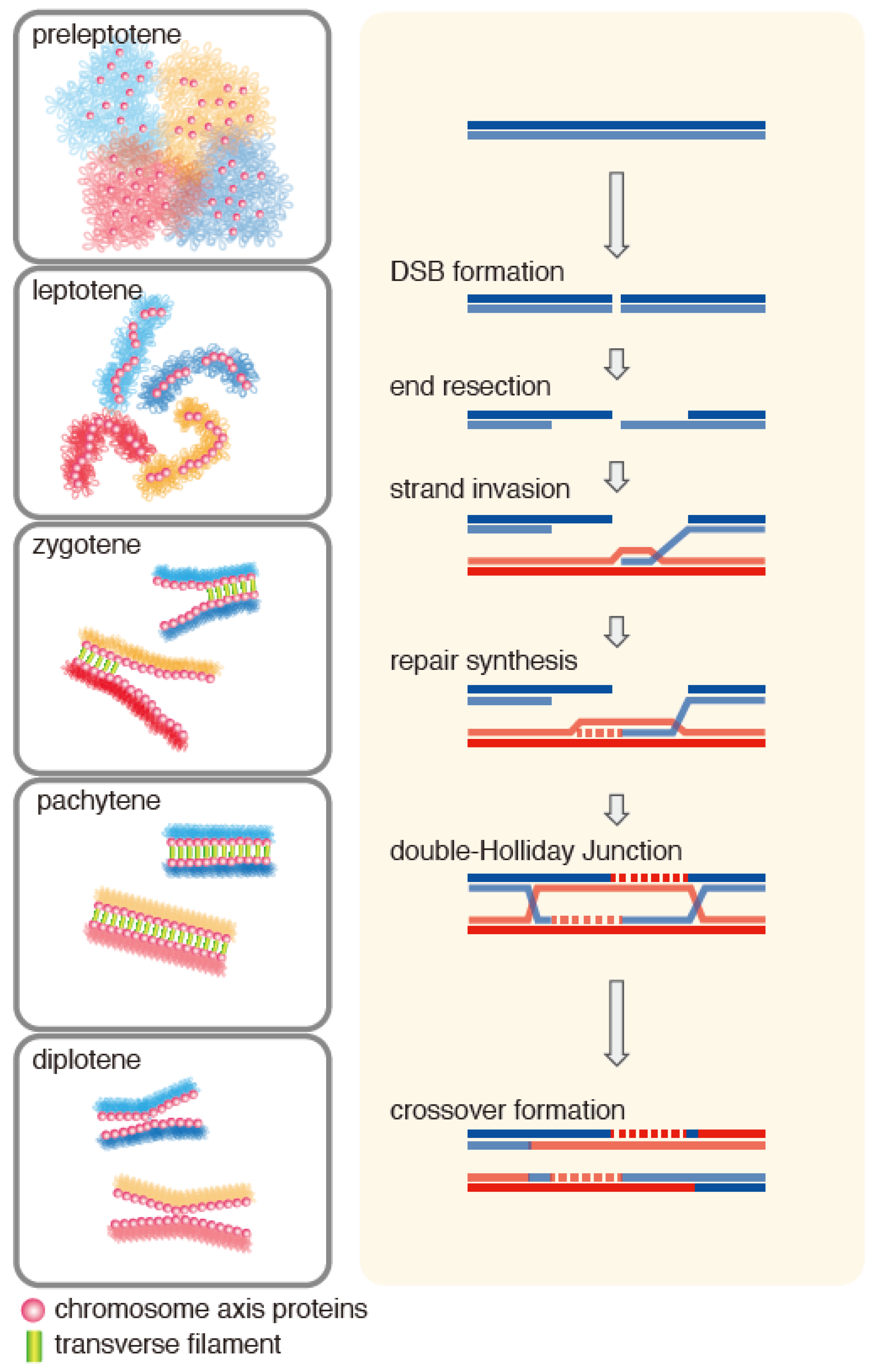 Homologous Recombination Meiosis Biology Diagrams