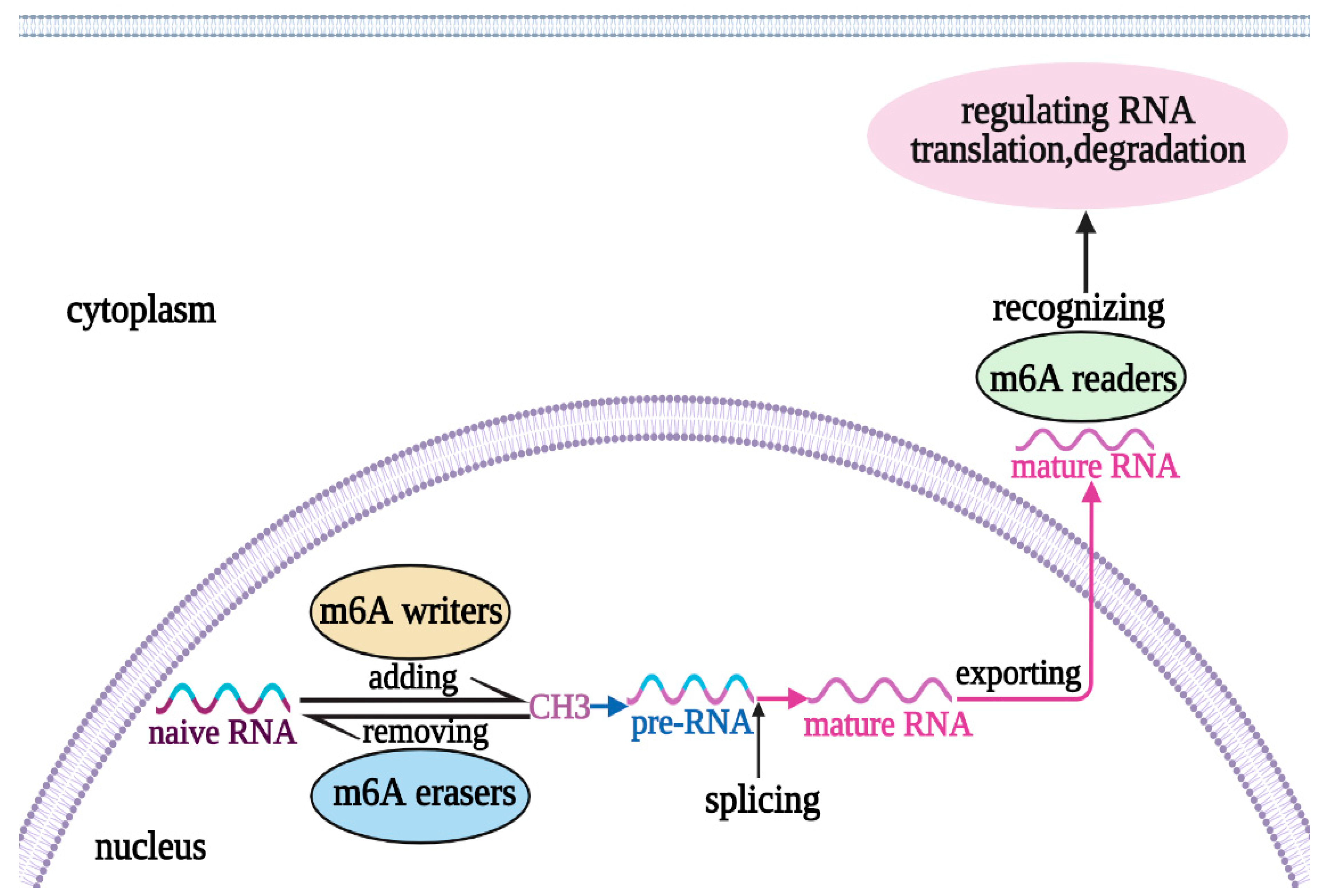 Biomolecules 13 00664 g001 Biomolecules 13 00664 g001