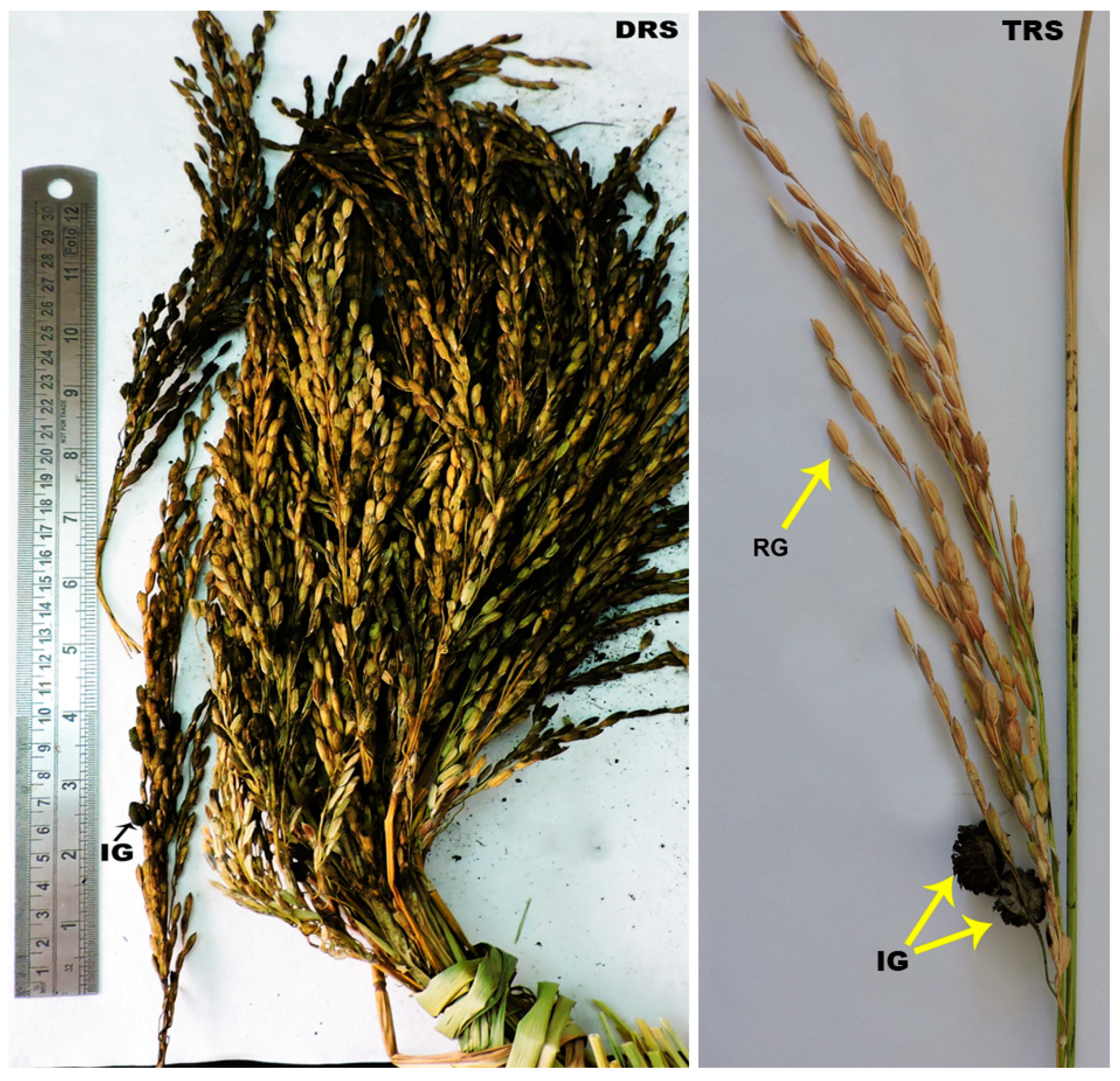 Biomolecules 13 00669 g001