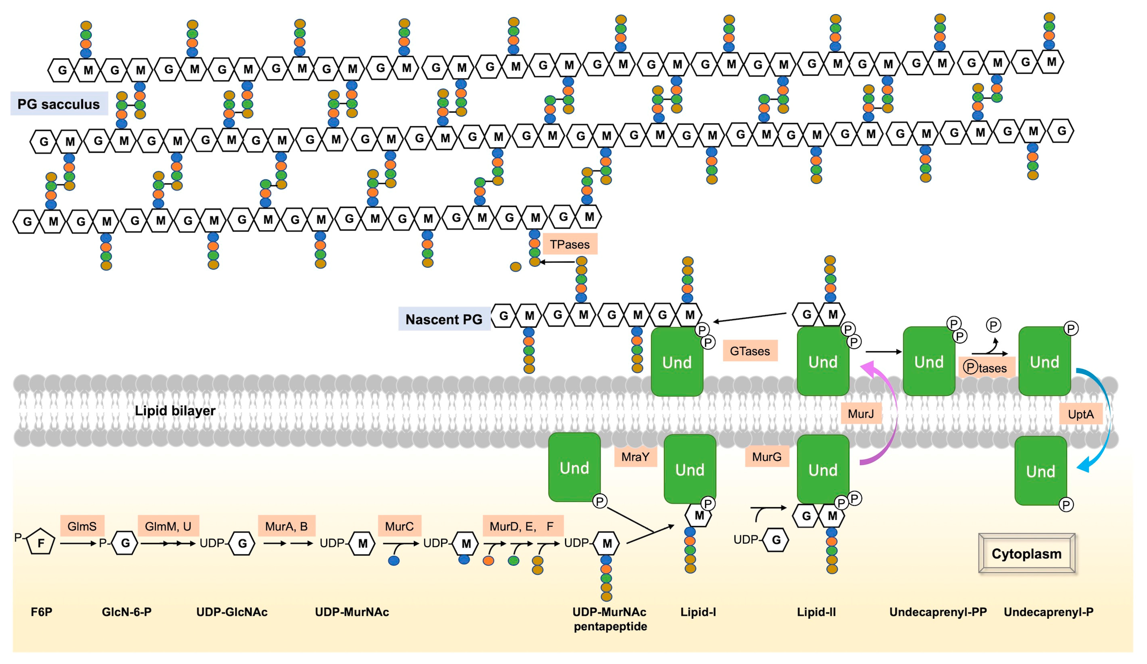 Biomolecules 13 00720 g001 Biomolecules 13 00720 g001