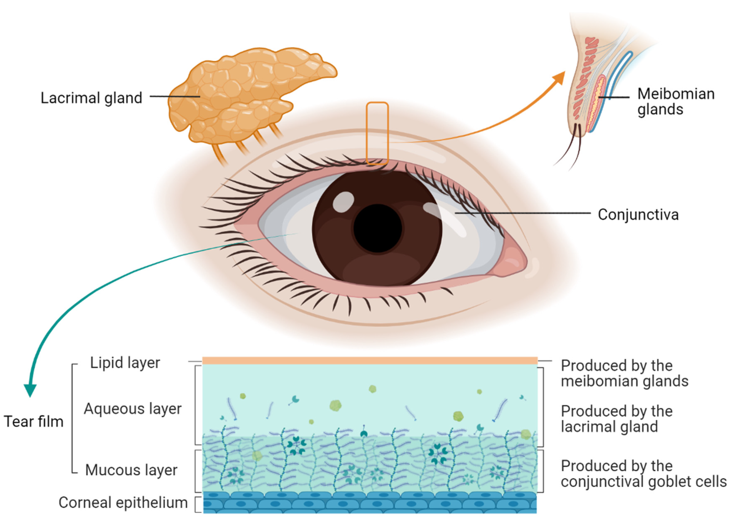 Are Dry Eyes a Serious Problem?: Smart Eye Care: Ophthalmologists