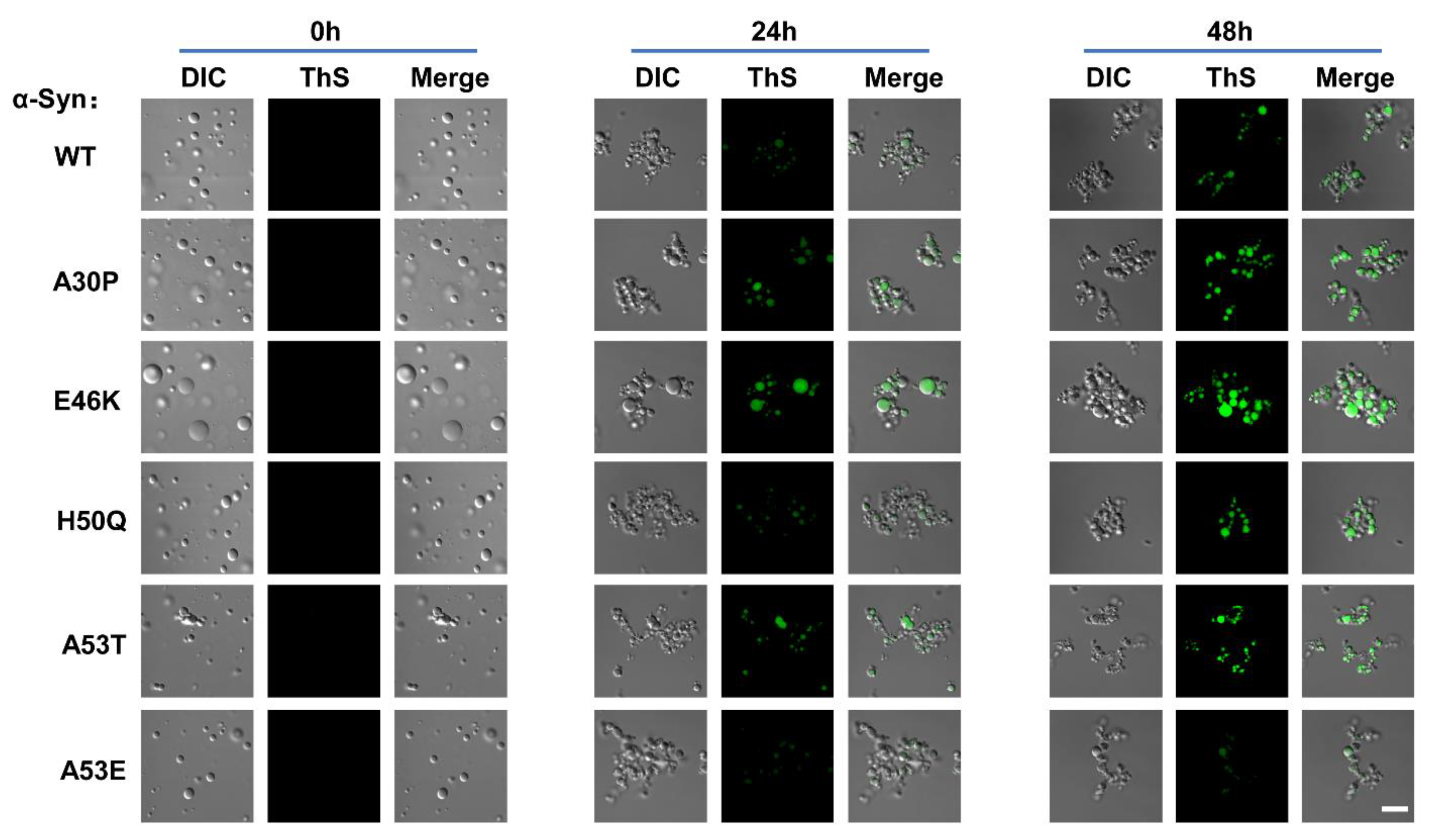 Biomolecules 13 00726 g006 Biomolecules 13 00726 g006