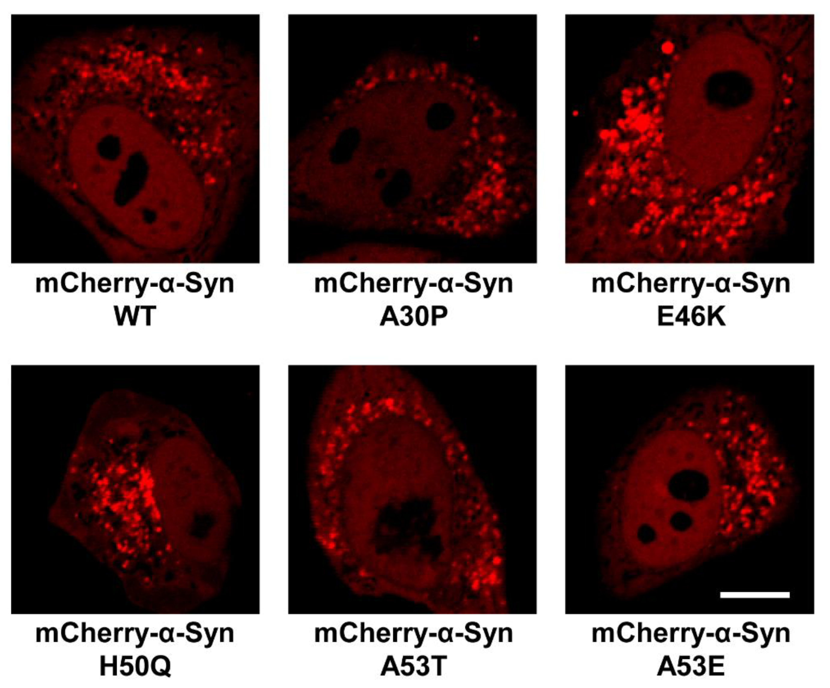 Biomolecules 13 00726 g008 Biomolecules 13 00726 g008