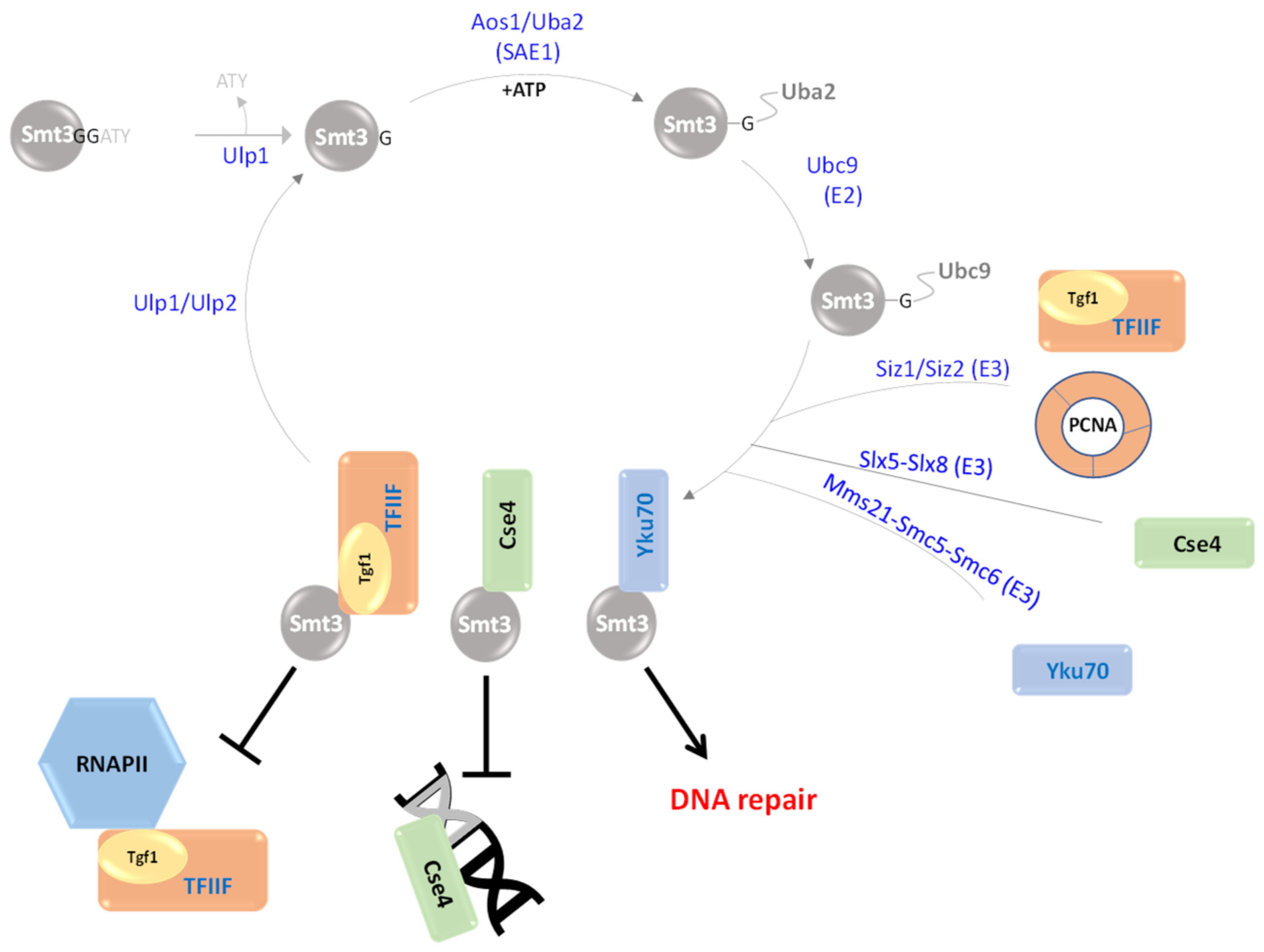 Biomolecules 13 00734 g003