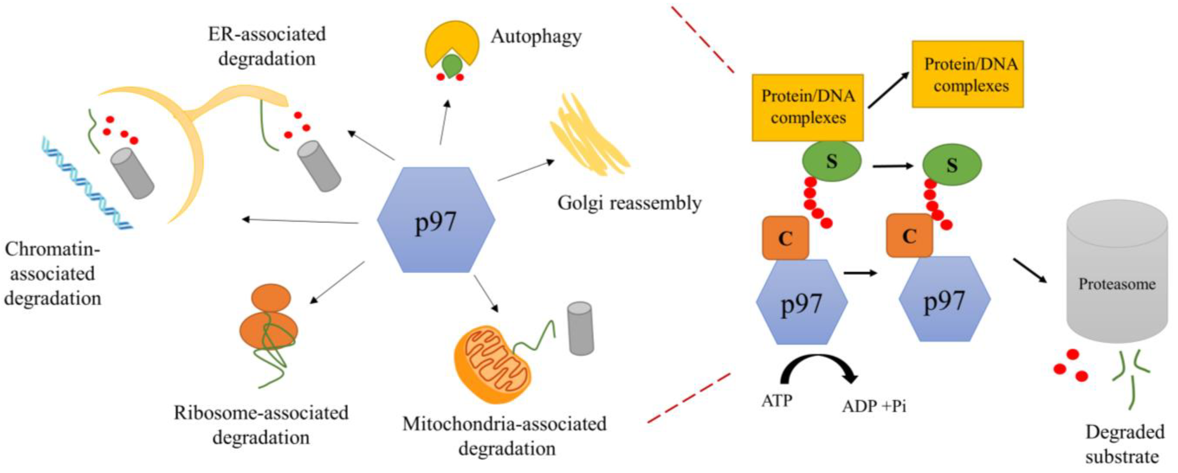 Biomolecules | Free Full-Text | Molecular Mechanisms Driving and ...