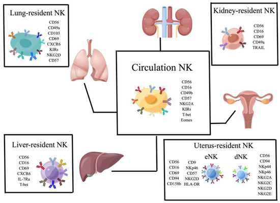 Natural Killer Cells, as the Rising Point in Tissues, Are