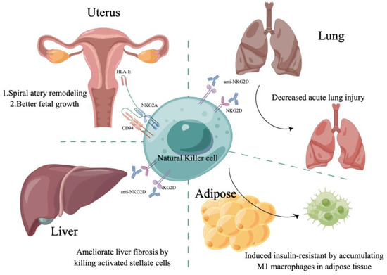 Natural Killer Cells, as the Rising Point in Tissues, Are