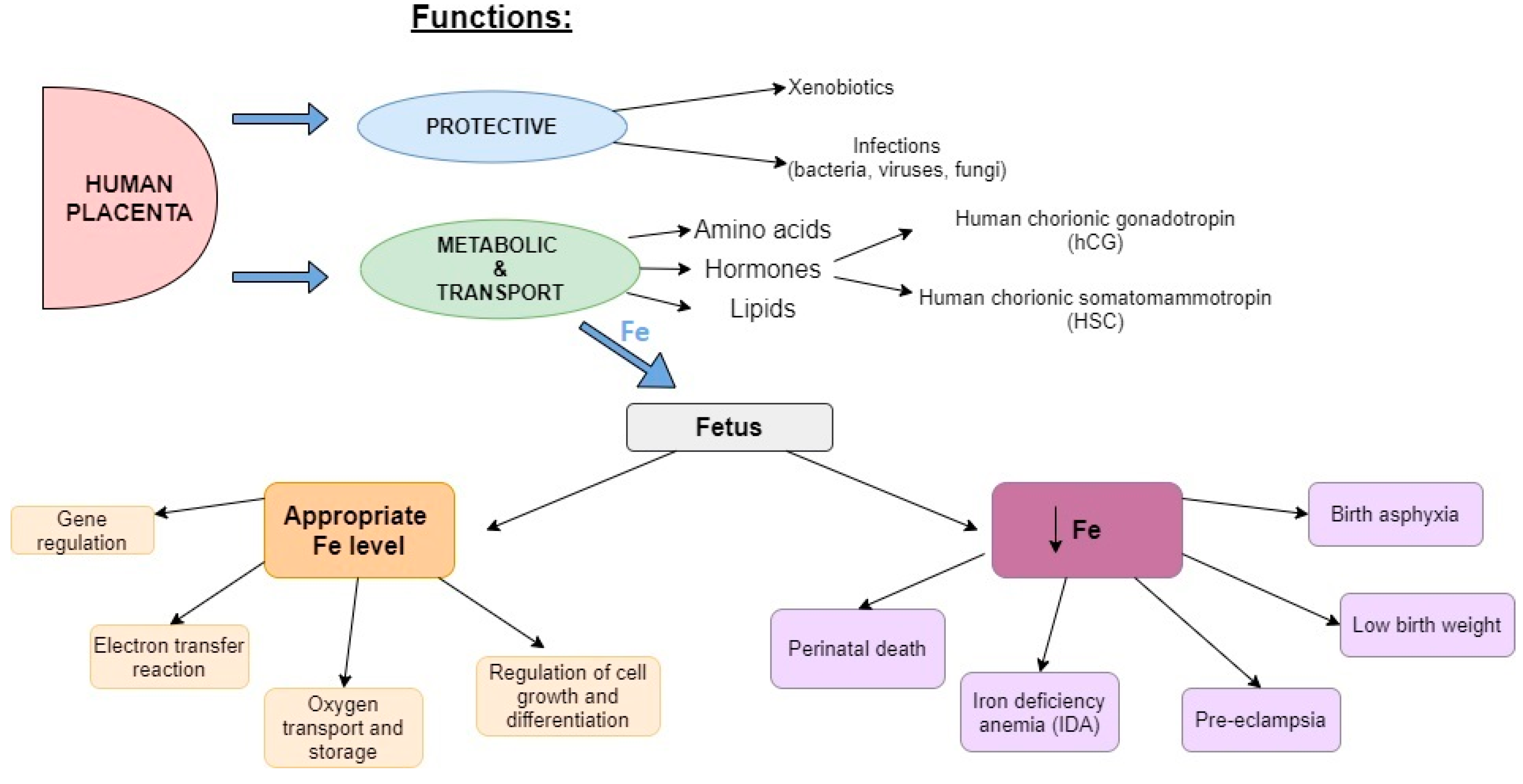 PDF) Some Immune Parameters of Term Newborns at Birth Are Associated with  the Concentration of Iron, Copper and Magnesium in Maternal Serum