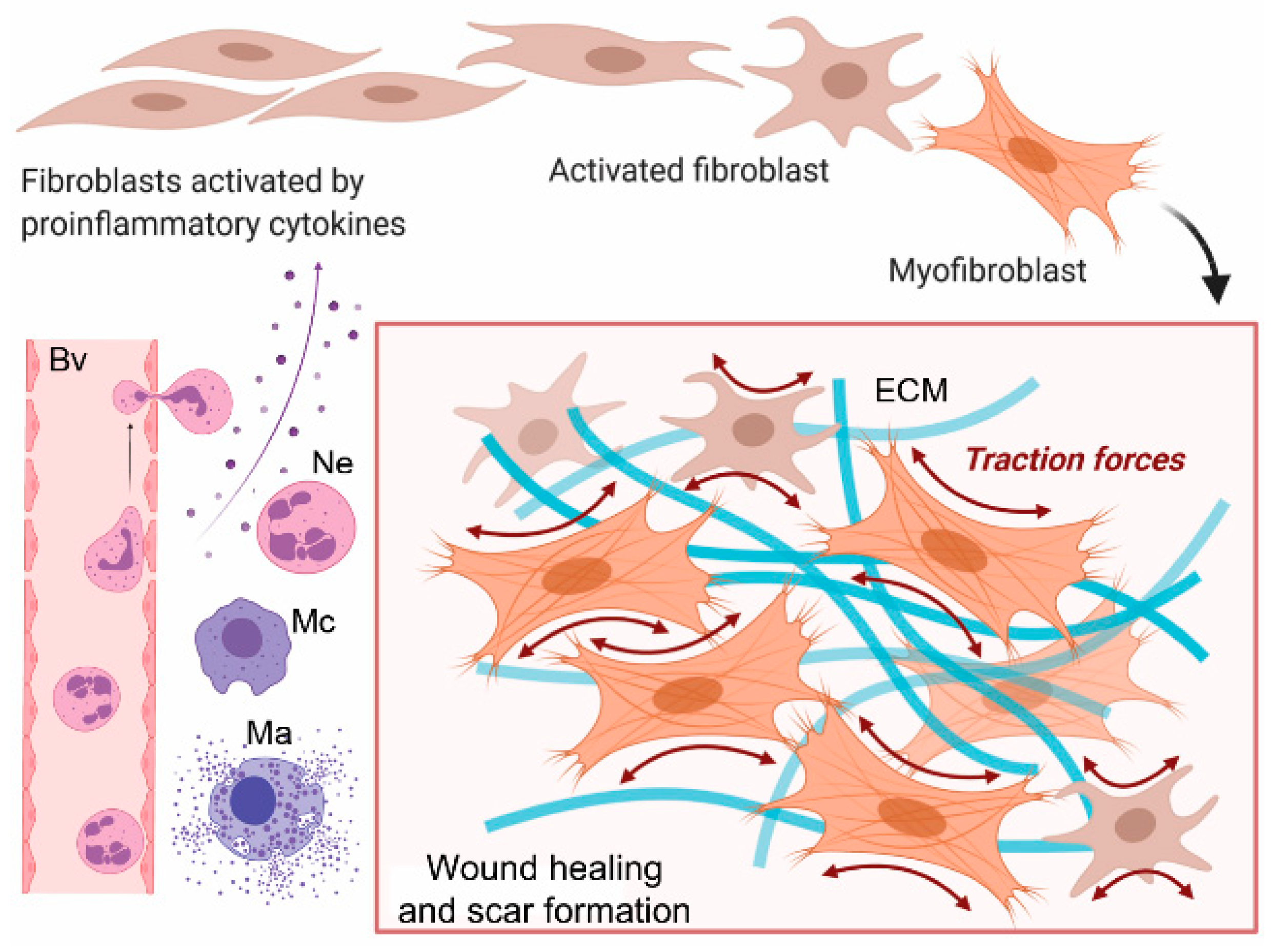 Does Taking Collagen Increase Scar Tissue Biomolecules | Free Full-Text | Extracellular Targets to Reduce