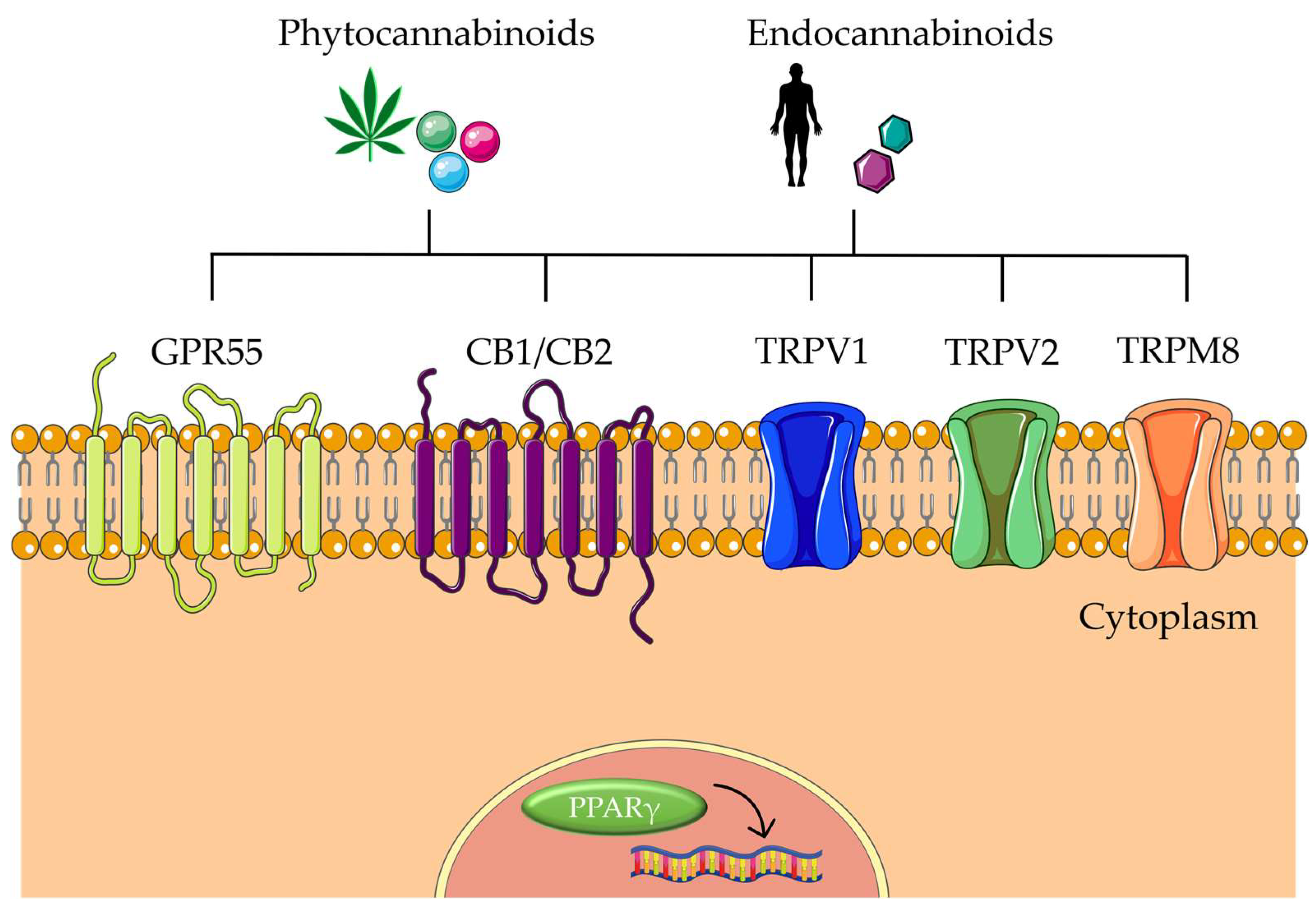 Biomolecules 13 00764 g004 Biomolecules 13 00764 g004